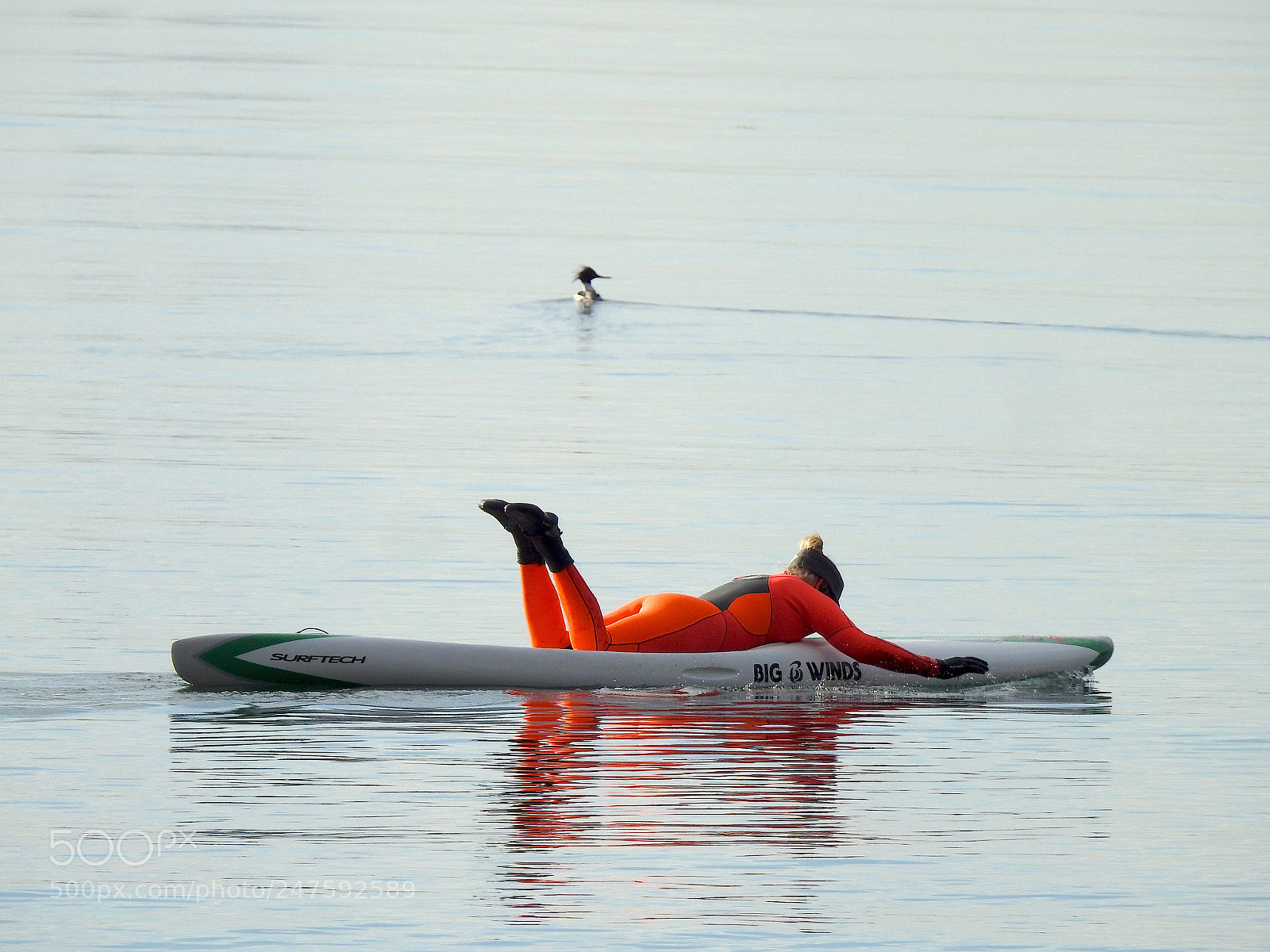 Nikon Coolpix P900 sample photo. Red-breasted merganser photography