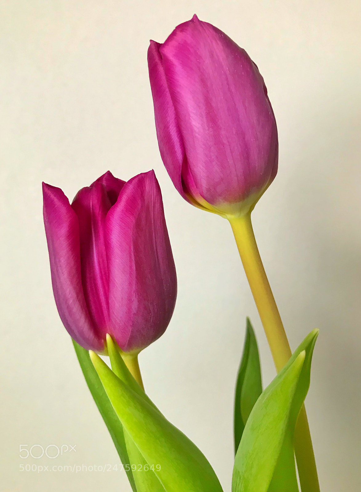 Apple iPhone 7 sample photo. Tulips photography