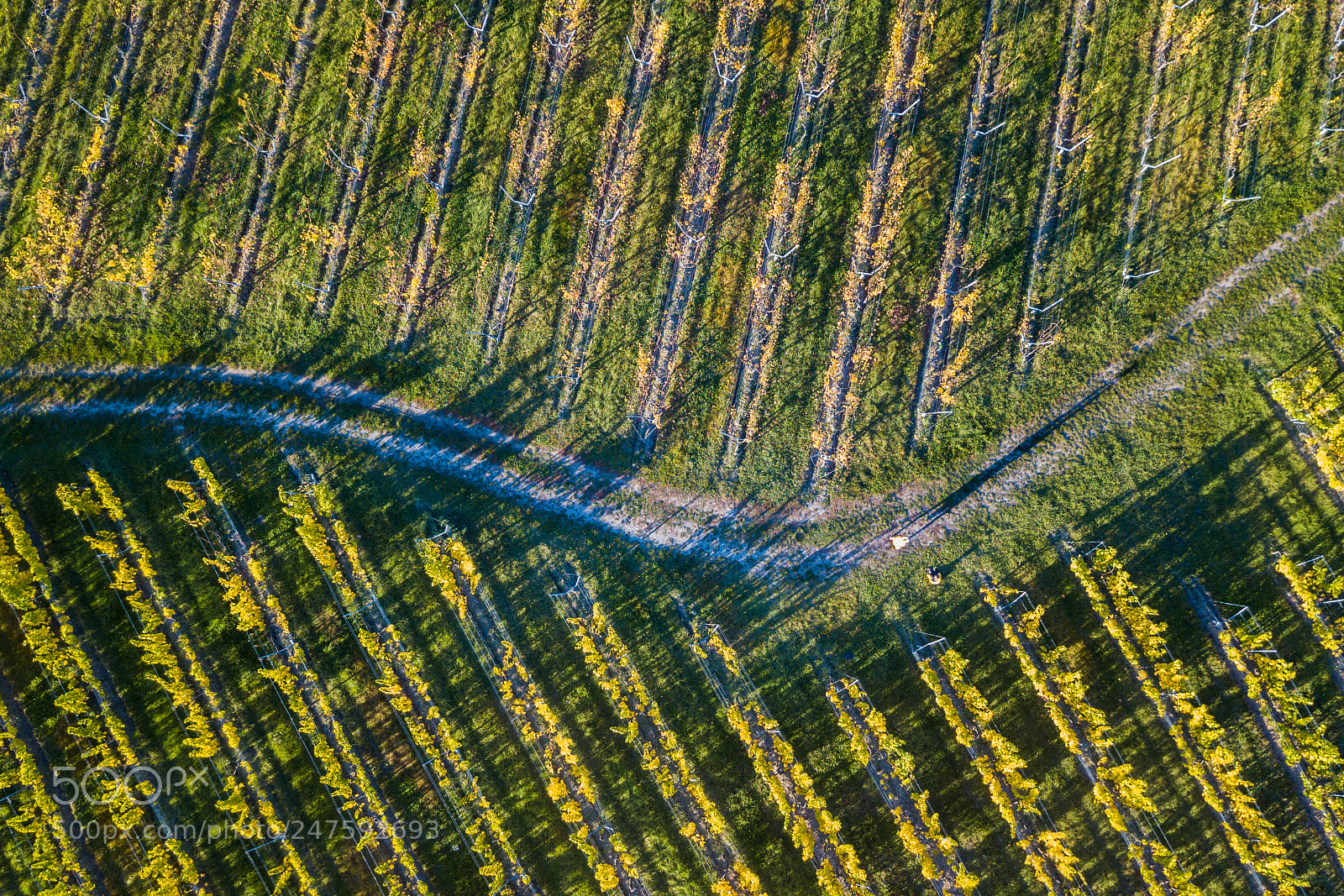 DJI FC220 sample photo. Vine aerial view handstand photography