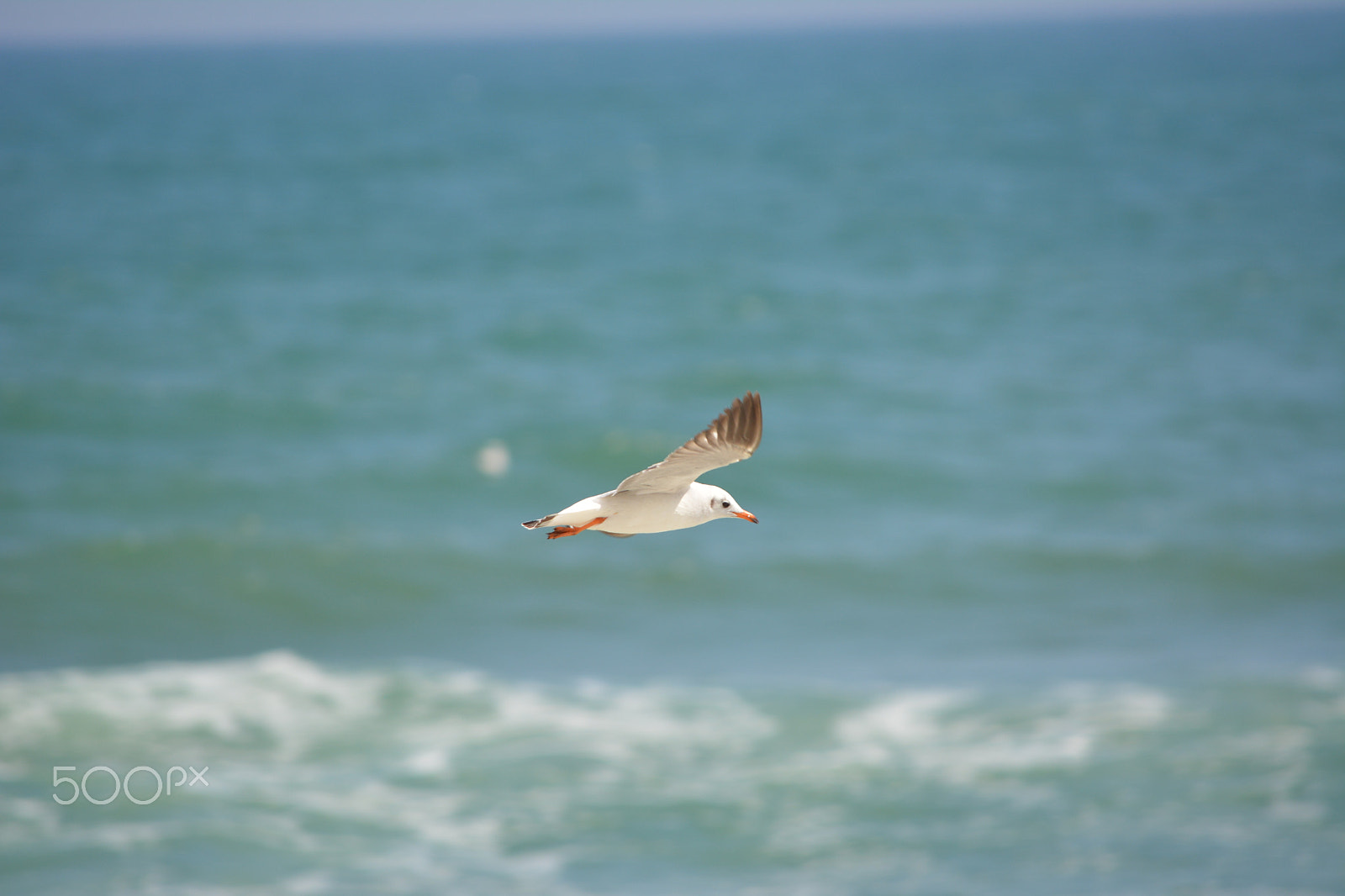 Nikon D5200 sample photo. Seagull_ideal photography
