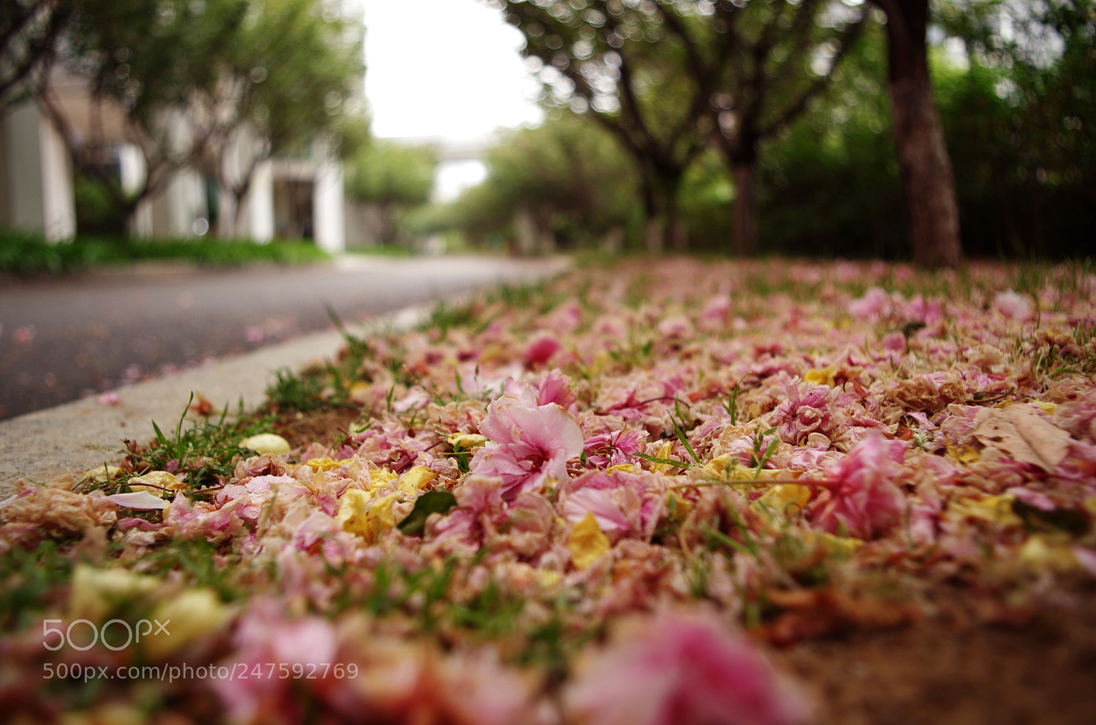 Pentax K-50 sample photo. A point of red photography
