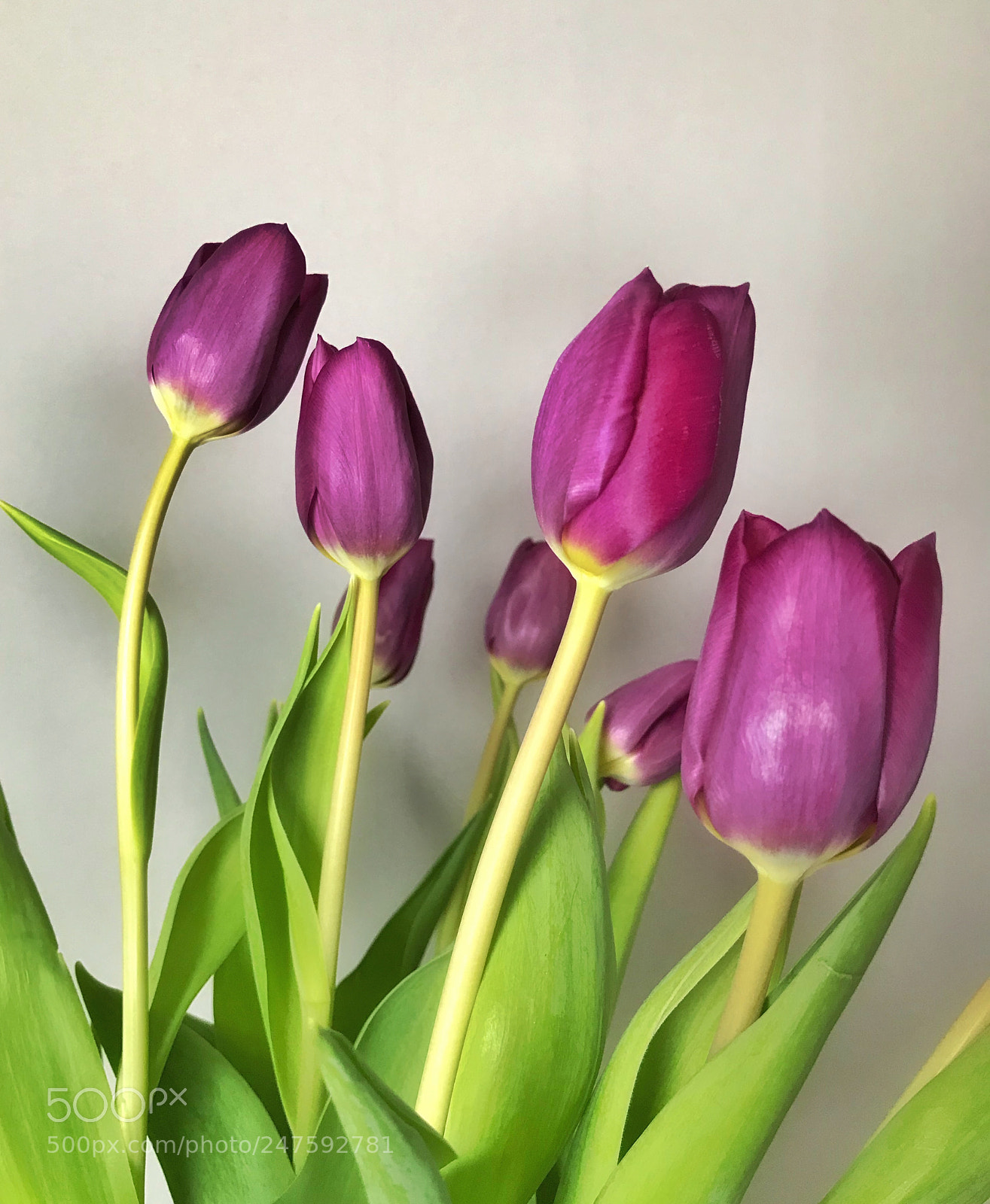 Apple iPhone 7 sample photo. Tulips photography