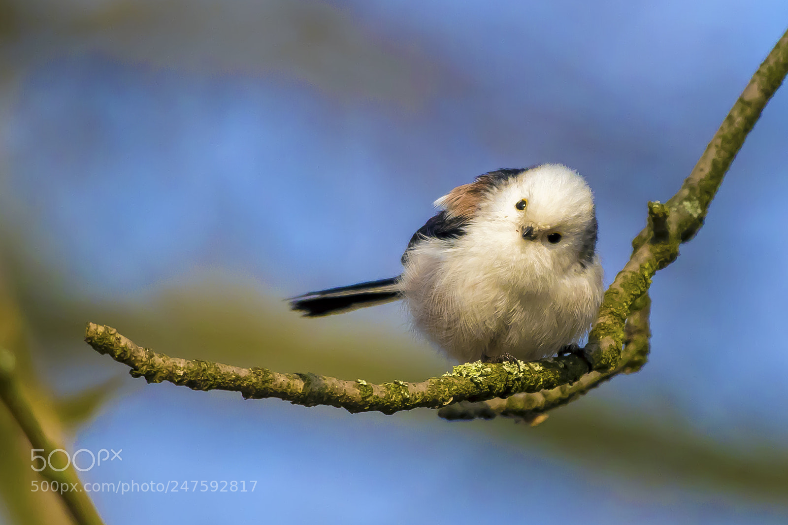Pentax KP sample photo. Long tailed tit photography