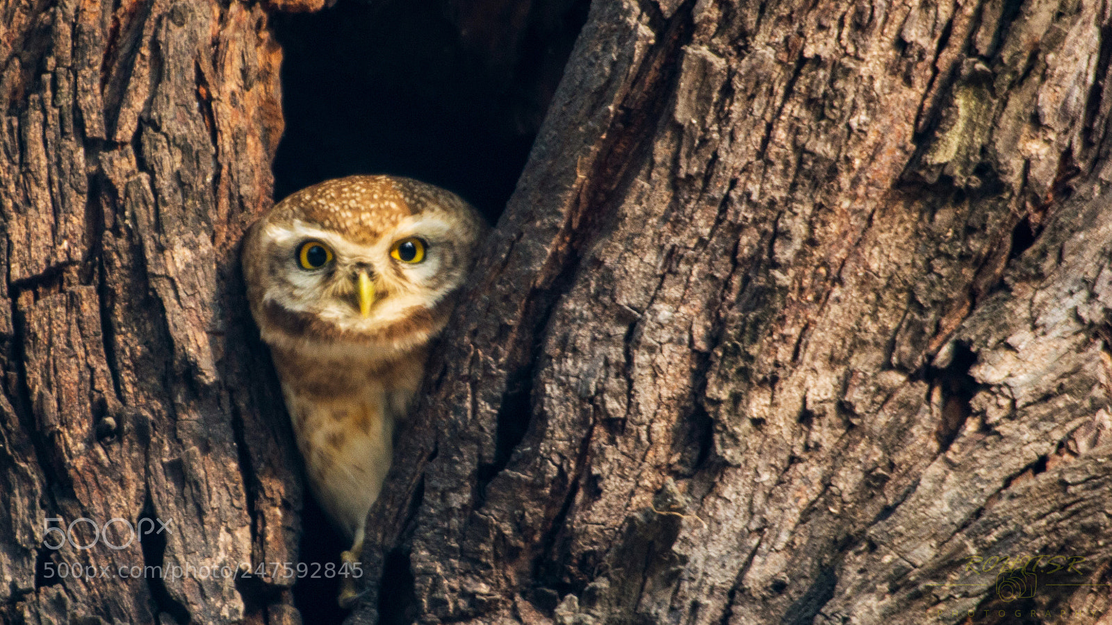 Nikon D3200 sample photo. Spotted owl photography