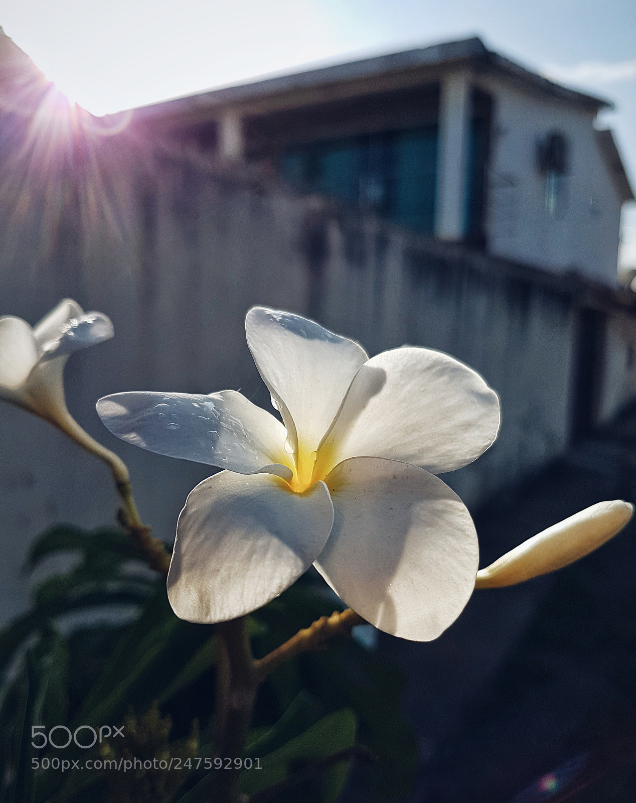 Samsung Galaxy S7 sample photo. Flor iii photography