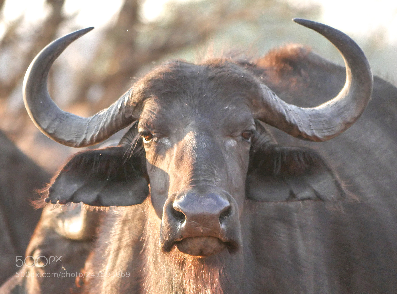 Panasonic DMC-G70 sample photo. Buffalo photography