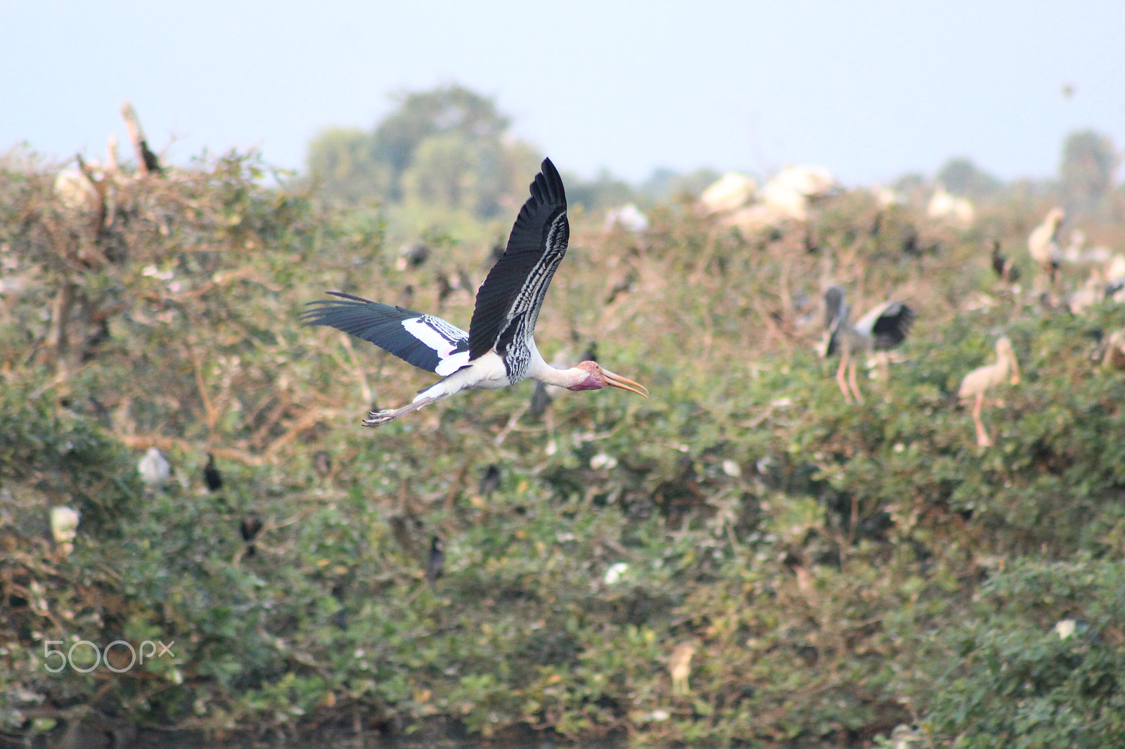 Canon EF 75-300mm f/4-5.6 USM sample photo. Birdies photography