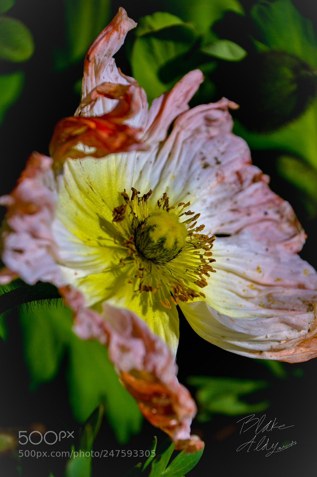 Nikon D3200 sample photo. Flower photography