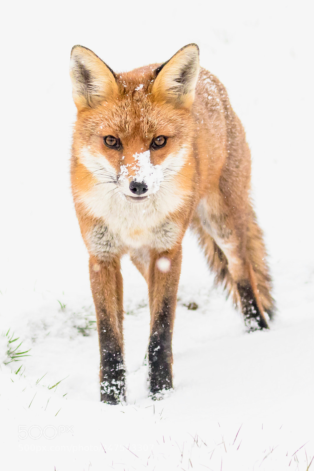 Canon EOS 7D Mark II sample photo. Red fox photography
