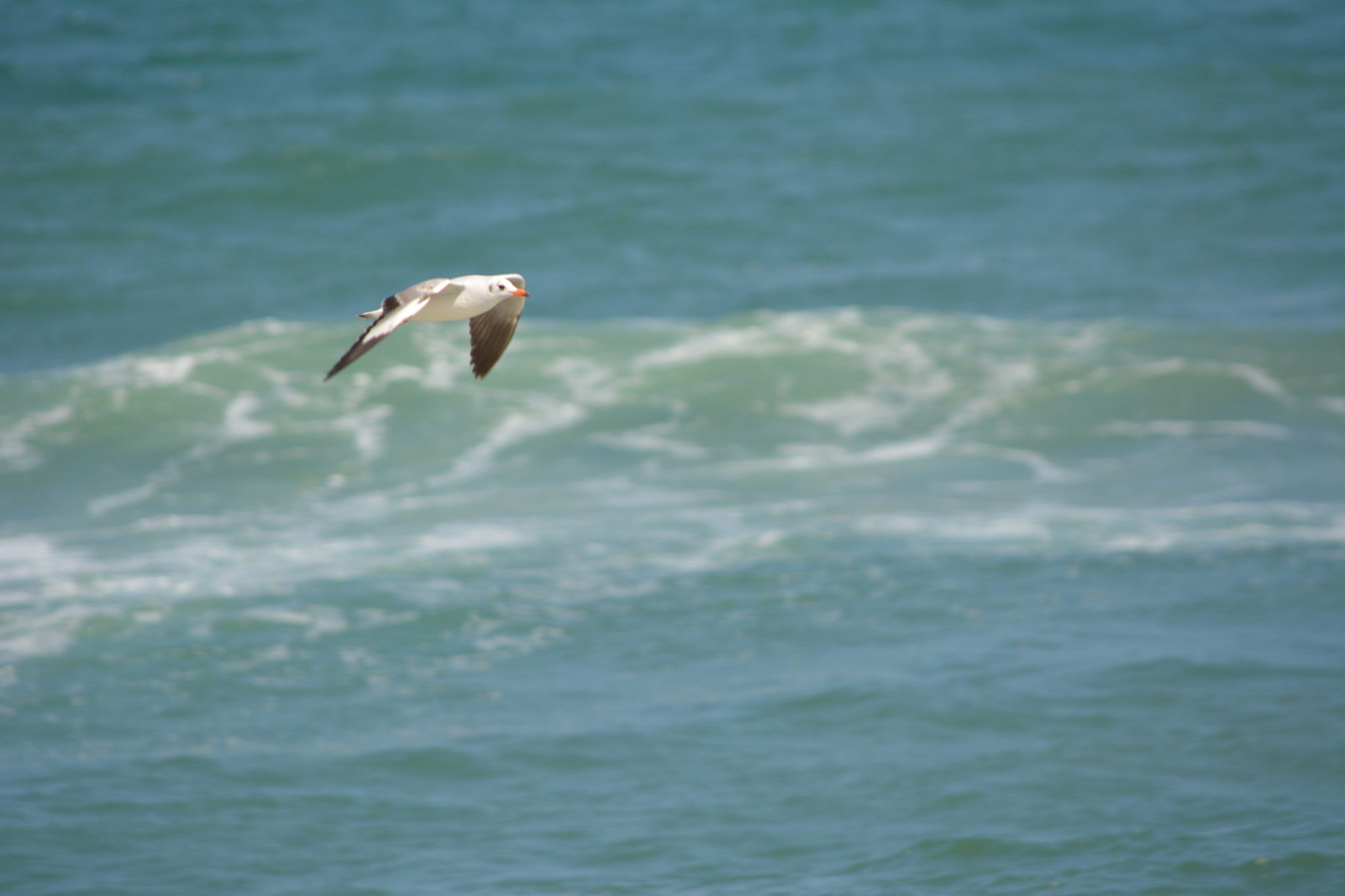 Nikon D5200 sample photo. Seagulls photography