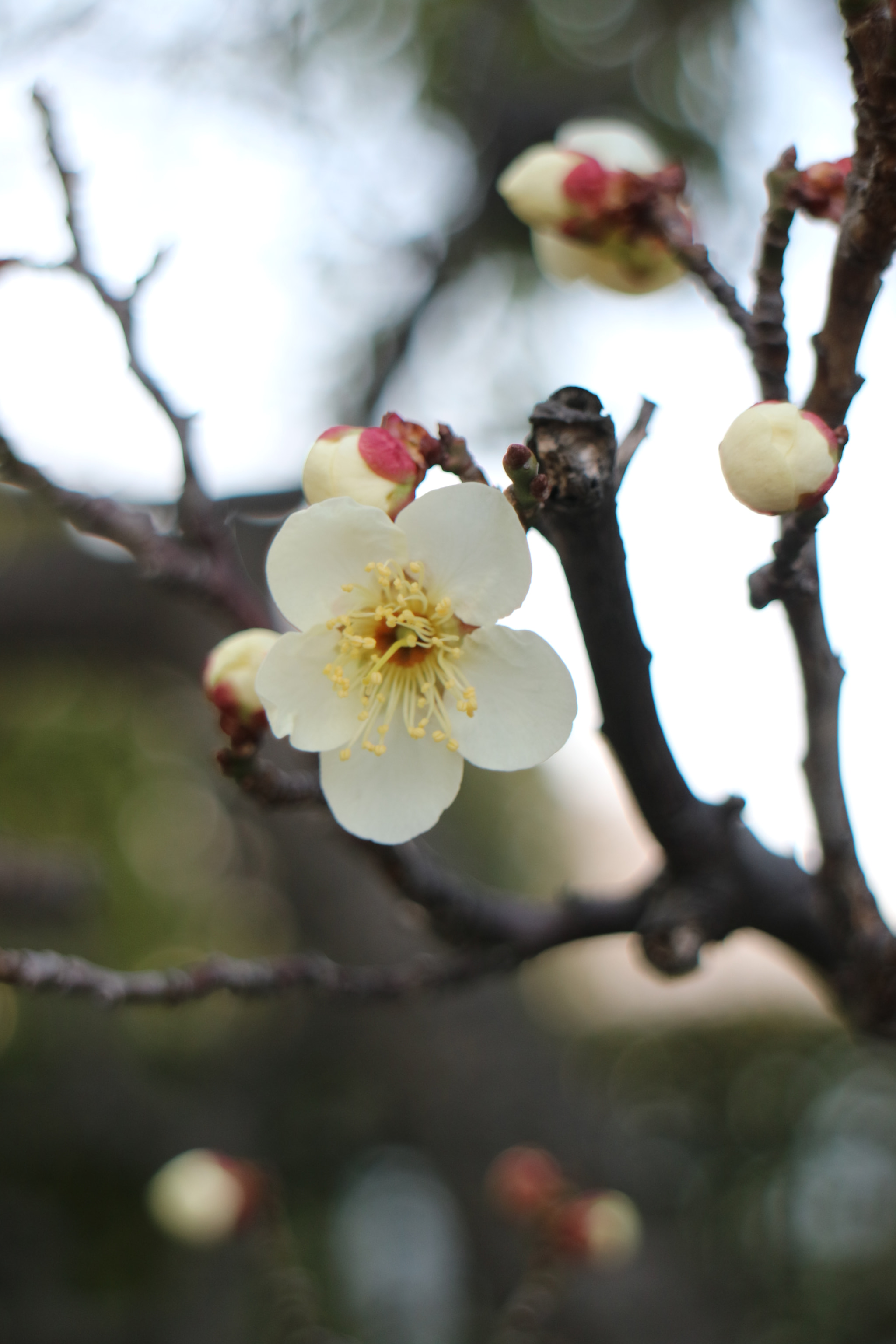 Canon EOS M3 sample photo. Untitled photography
