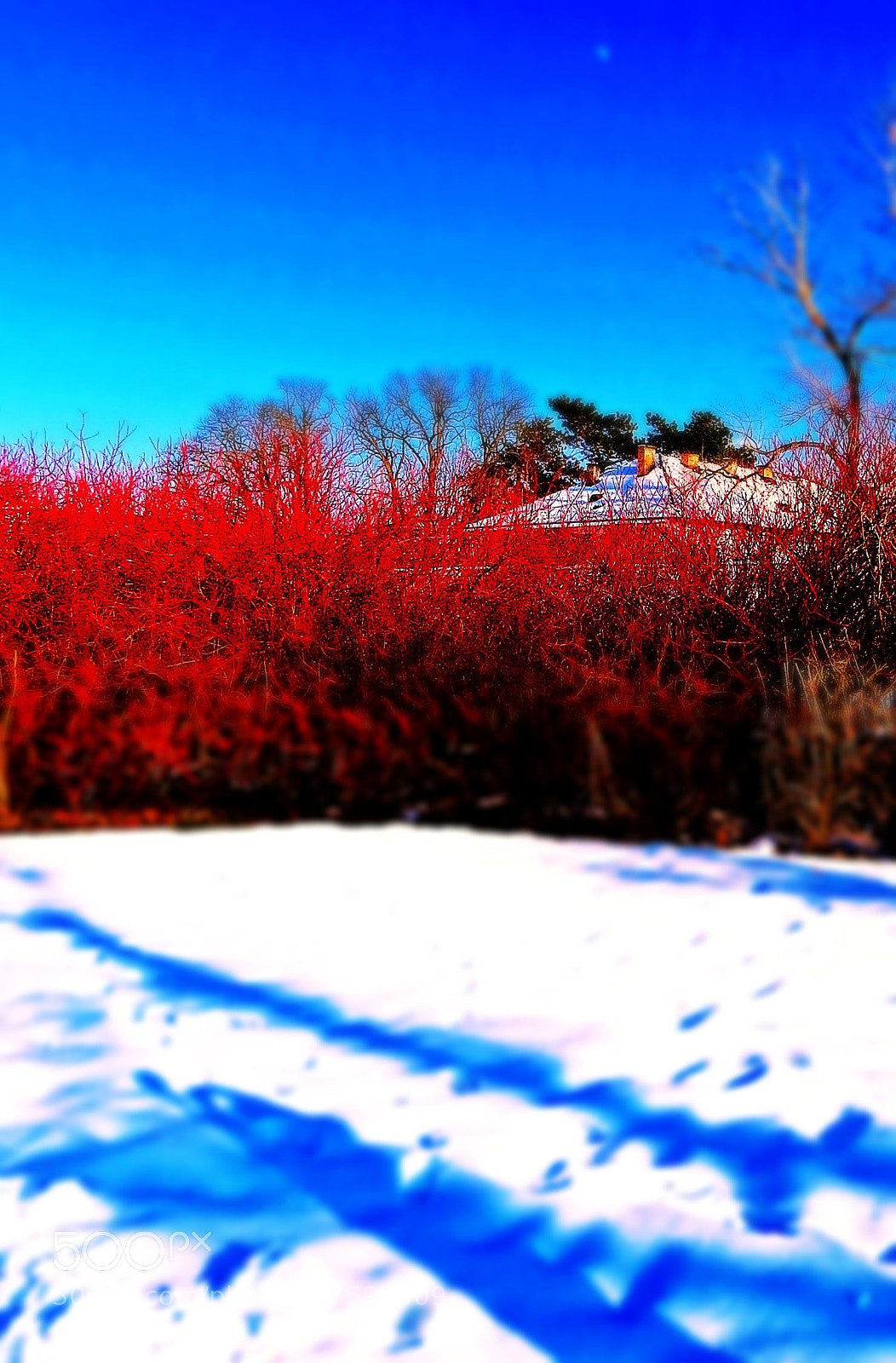 Canon PowerShot SX50 HS sample photo. Red winter photography