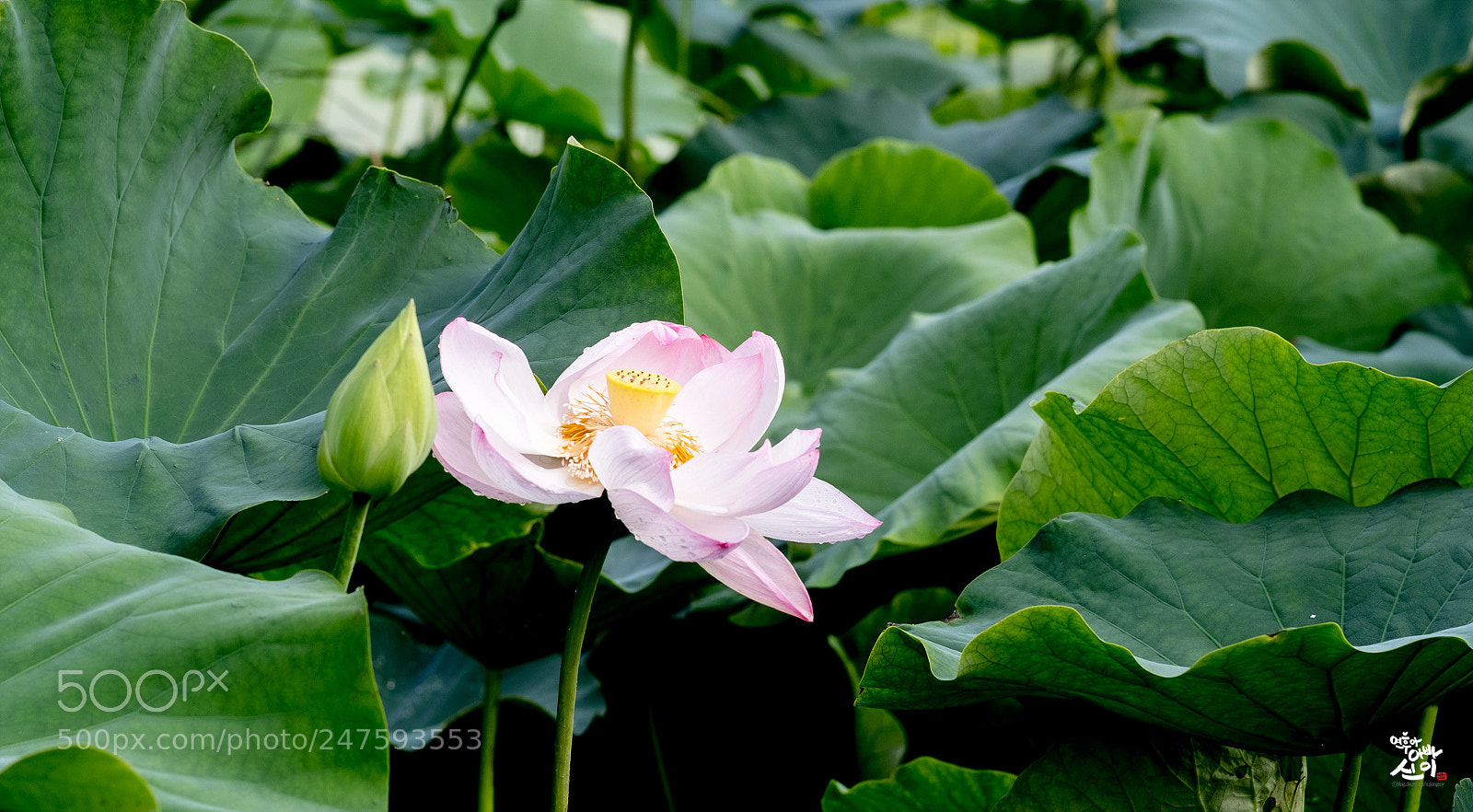 Fujifilm X-T2 sample photo. Lotus photography