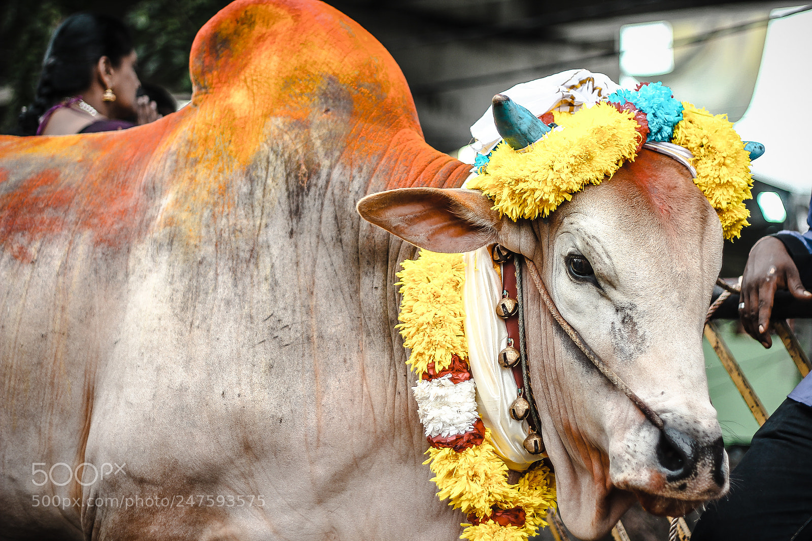 Canon EOS 550D (EOS Rebel T2i / EOS Kiss X4) sample photo. Thaipusam days 2018 photography