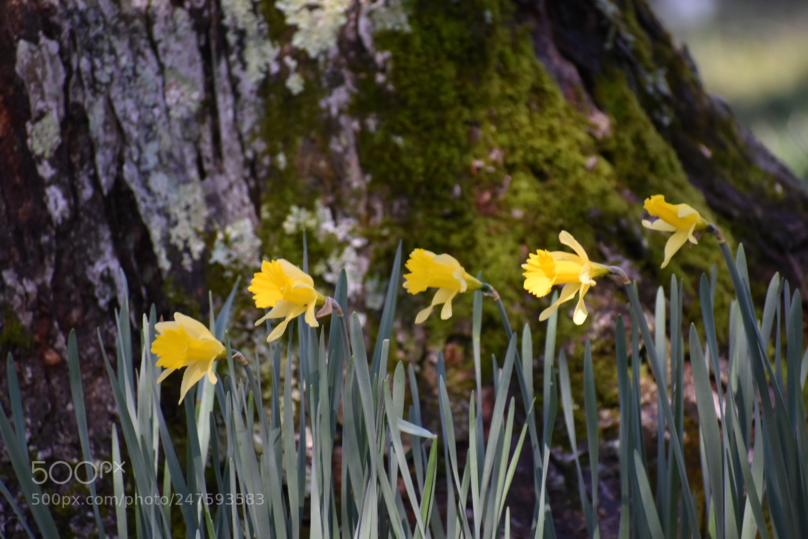 Nikon D3400 sample photo. Direction of spring photography