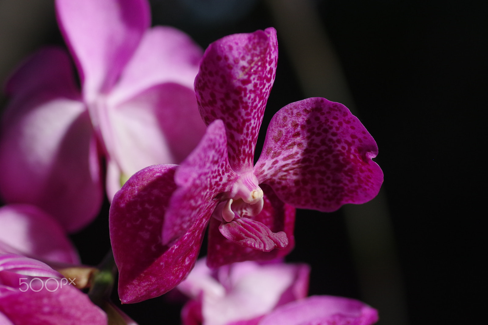 Pentax K-3 II + Pentax smc D-FA 100mm F2.8 Macro WR sample photo. Pink orchid photography