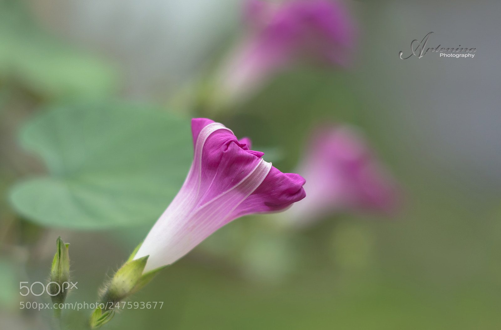 Nikon D7100 sample photo. *** photography