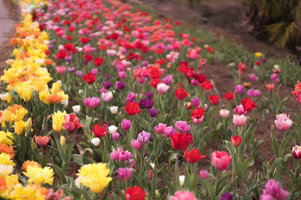 Canon EOS 1300D (EOS Rebel T6 / EOS Kiss X80) sample photo. Tulip time photography