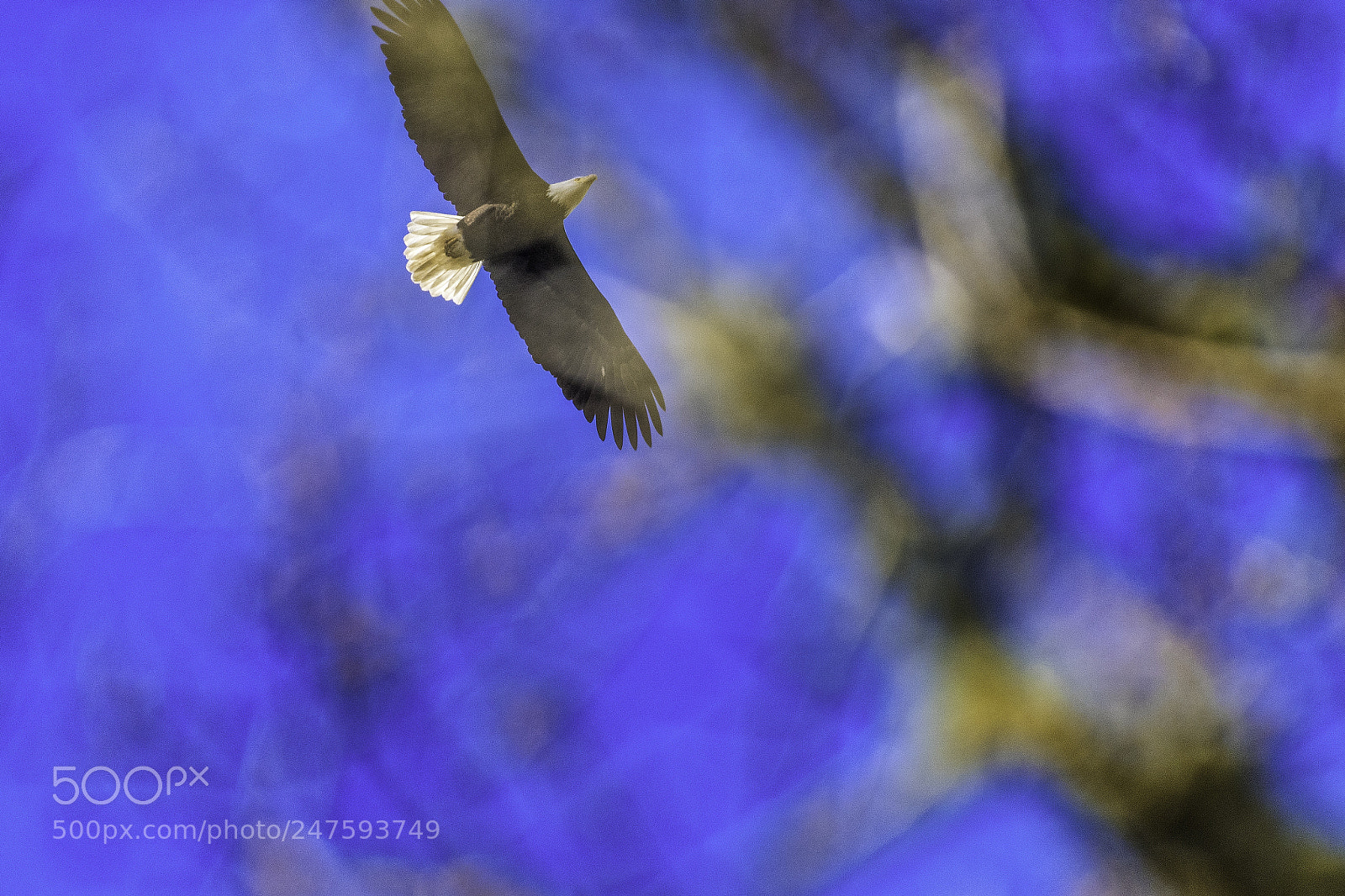 Nikon D810 sample photo. Predator photography