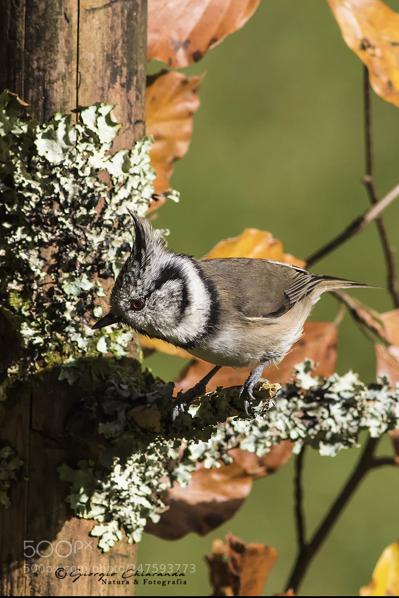 Canon EOS 7D Mark II sample photo. Cincia dal ciuffo photography