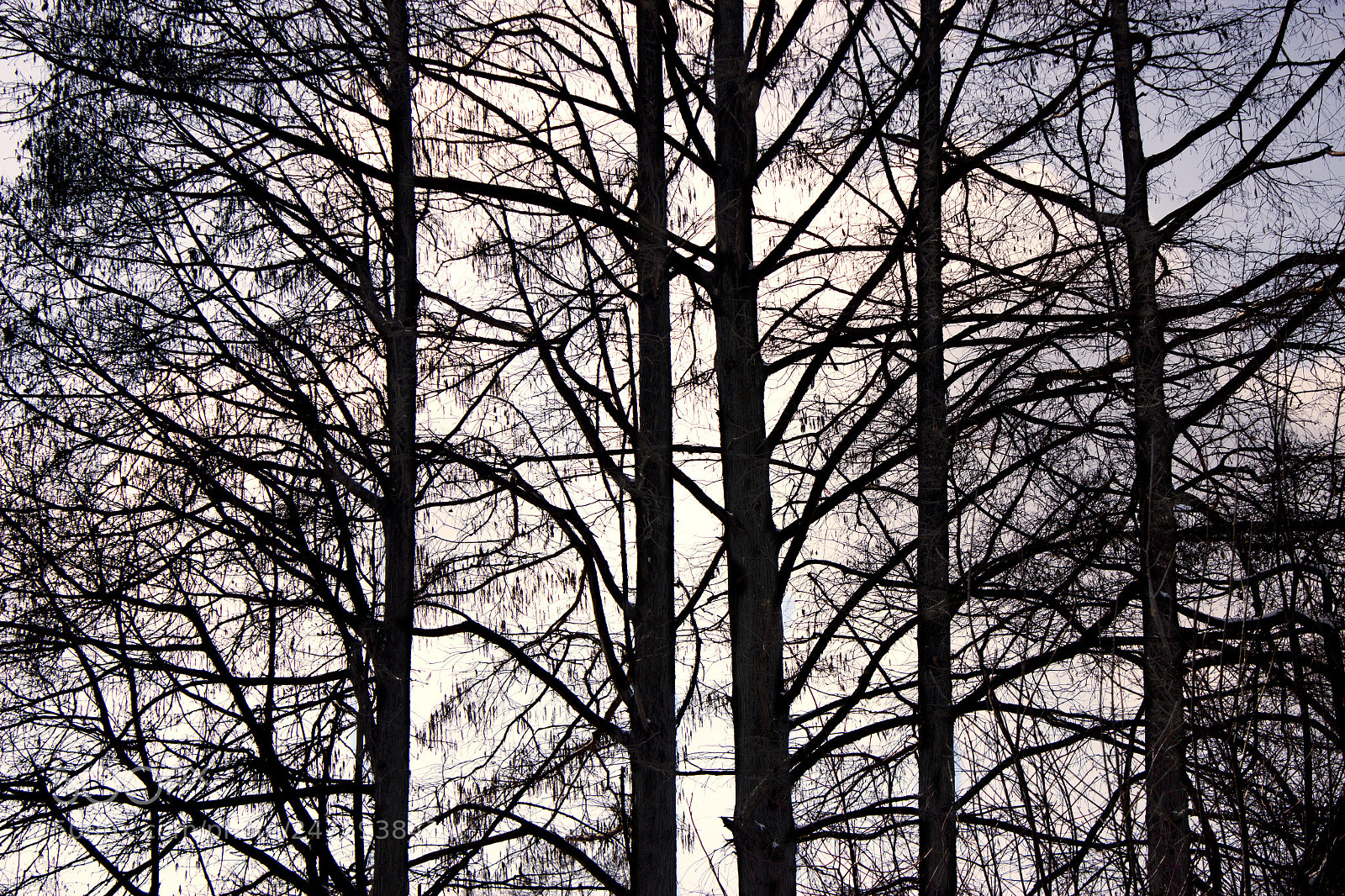 Canon EOS 600D (Rebel EOS T3i / EOS Kiss X5) sample photo. Winter photography