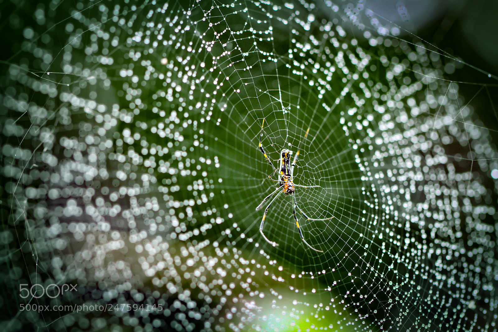 Canon EOS 7D sample photo. The web photography