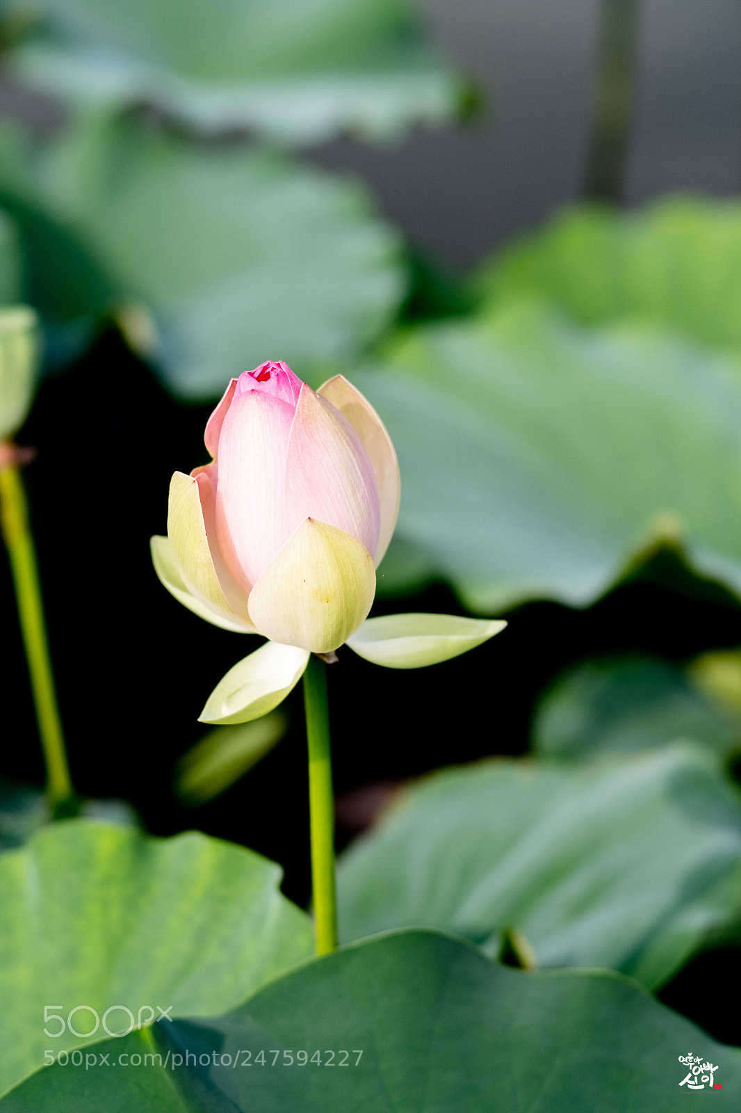 Fujifilm X-T2 sample photo. Lotus photography