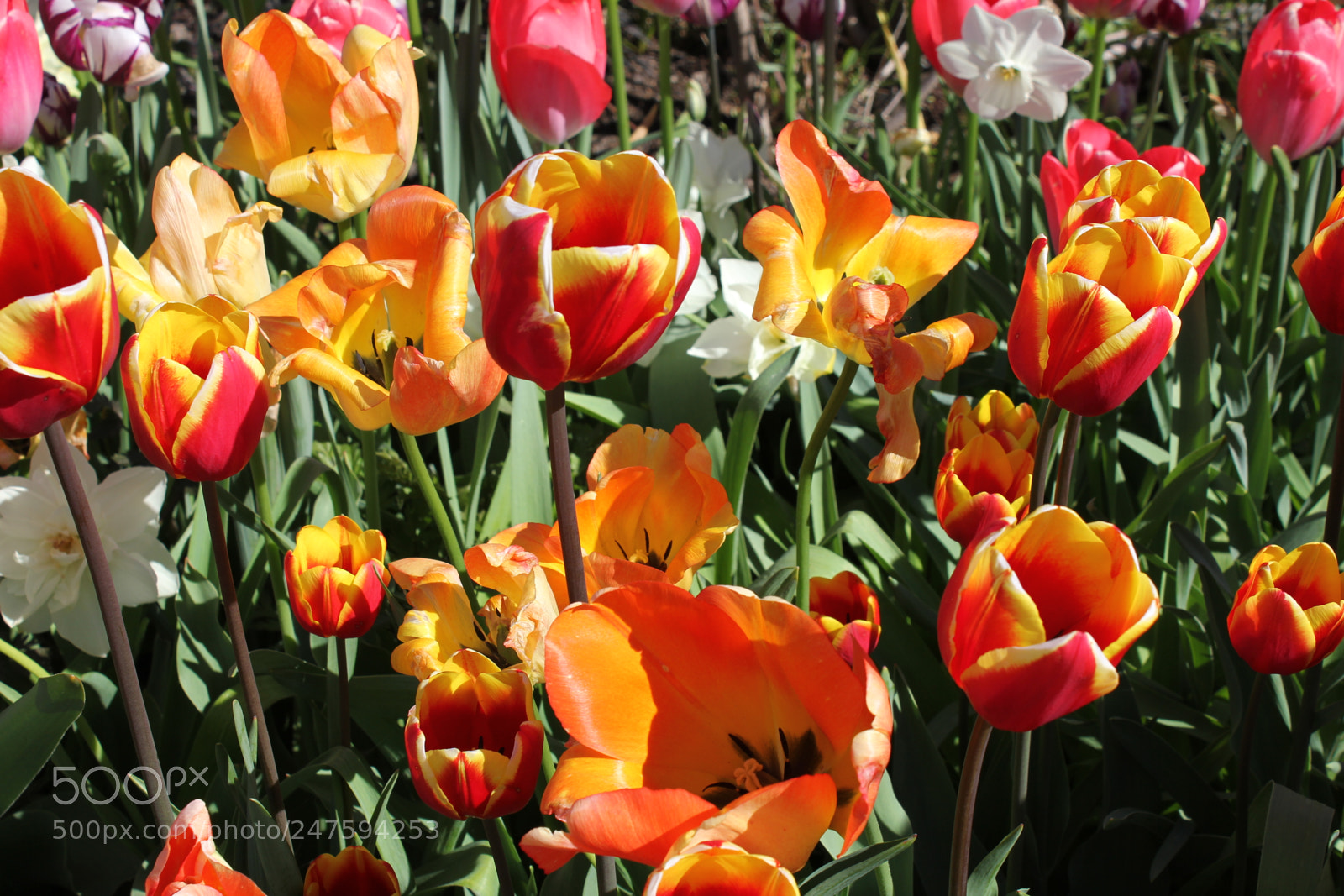 Canon EF-S 18-55mm F3.5-5.6 IS sample photo. Tulips edward's gardens, toronto photography