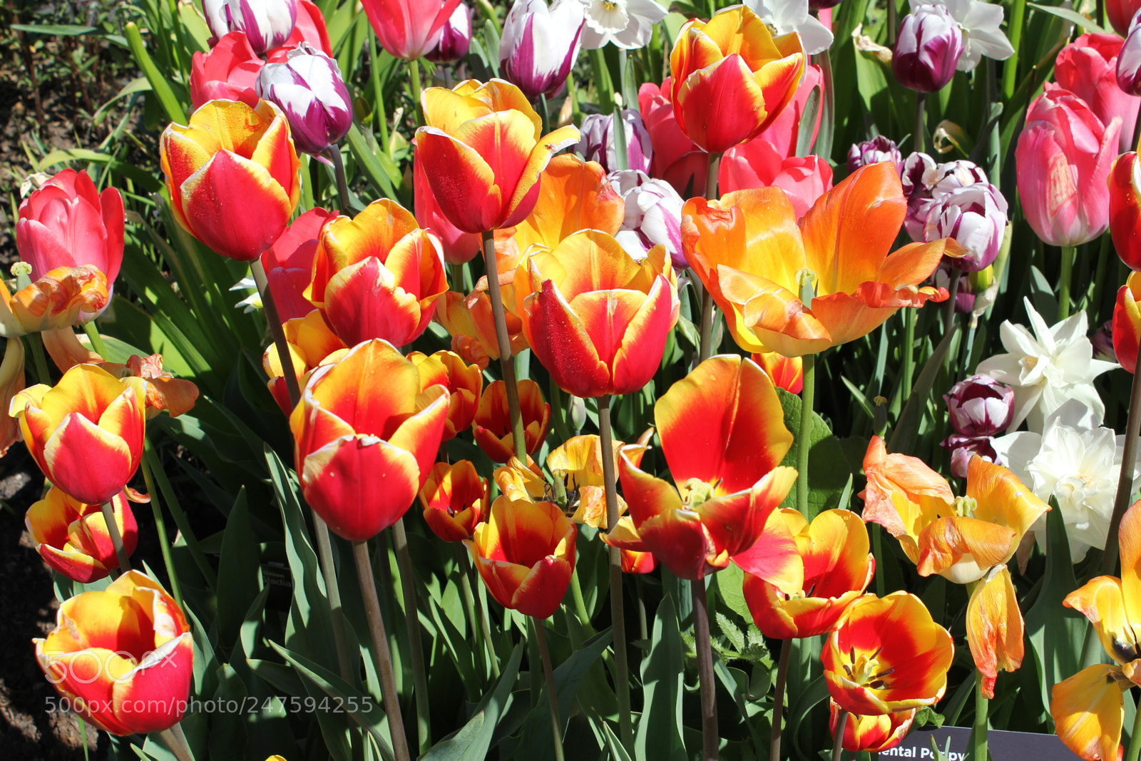 Canon EF-S 18-55mm F3.5-5.6 IS sample photo. Tulips edward's gardens, toronto photography