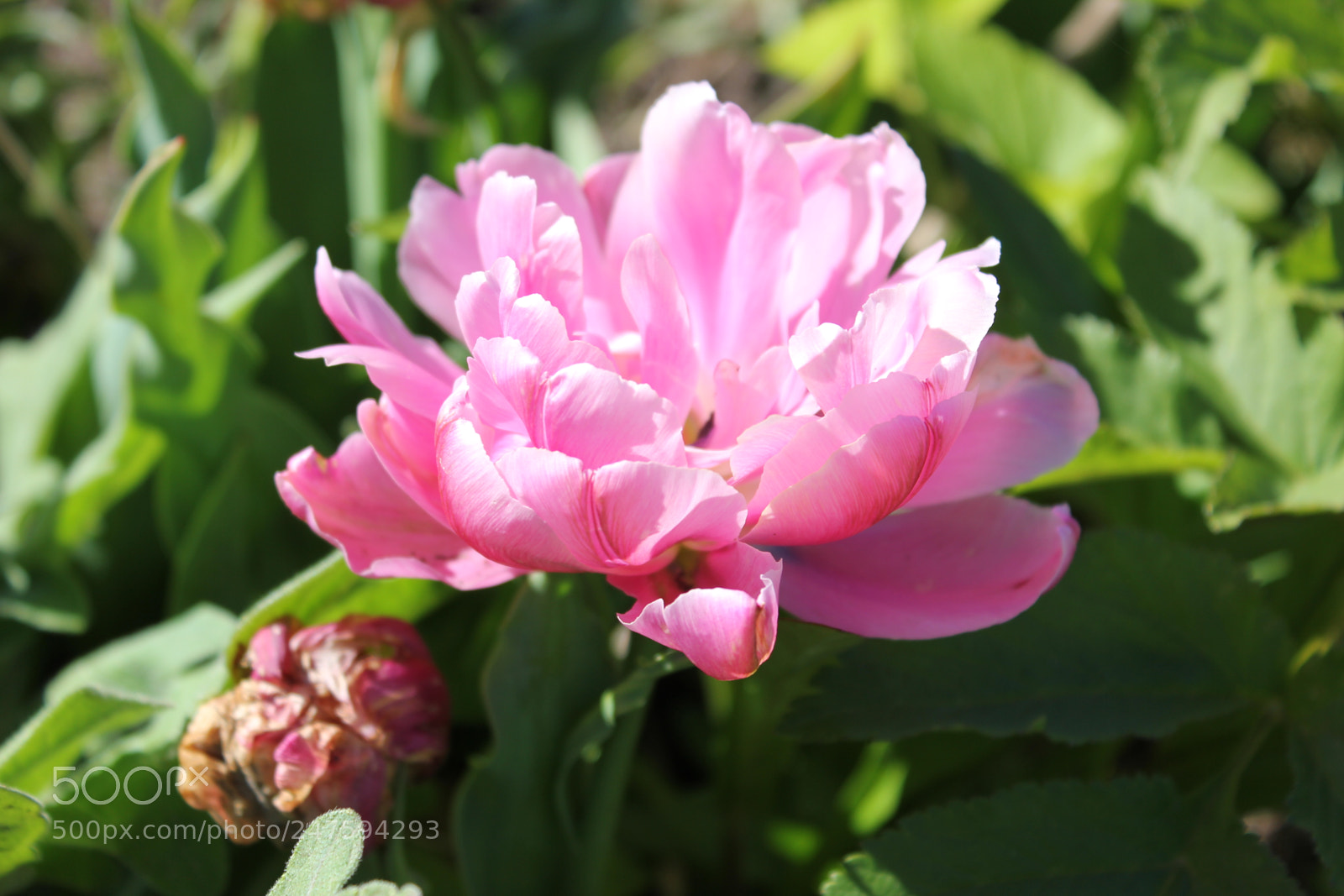 Canon EF-S 18-55mm F3.5-5.6 IS sample photo. Tulips edward's gardens, toronto photography
