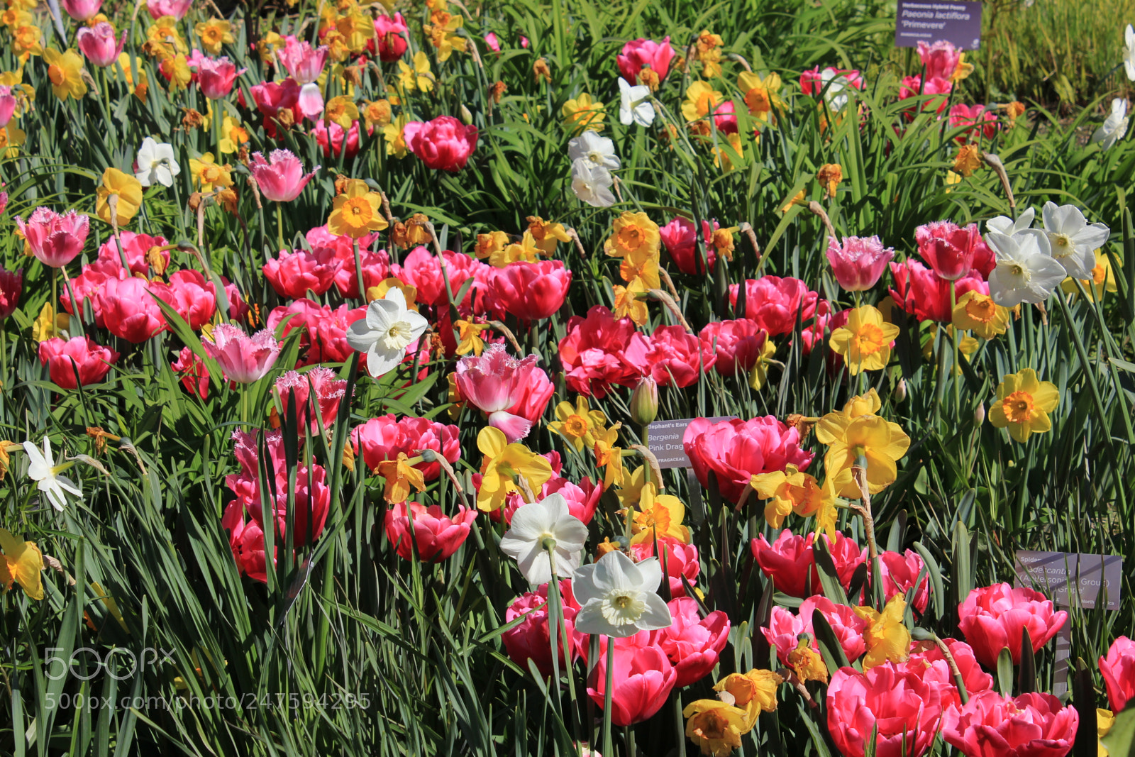 Canon EF-S 18-55mm F3.5-5.6 IS sample photo. Tulips edward's gardens, toronto photography
