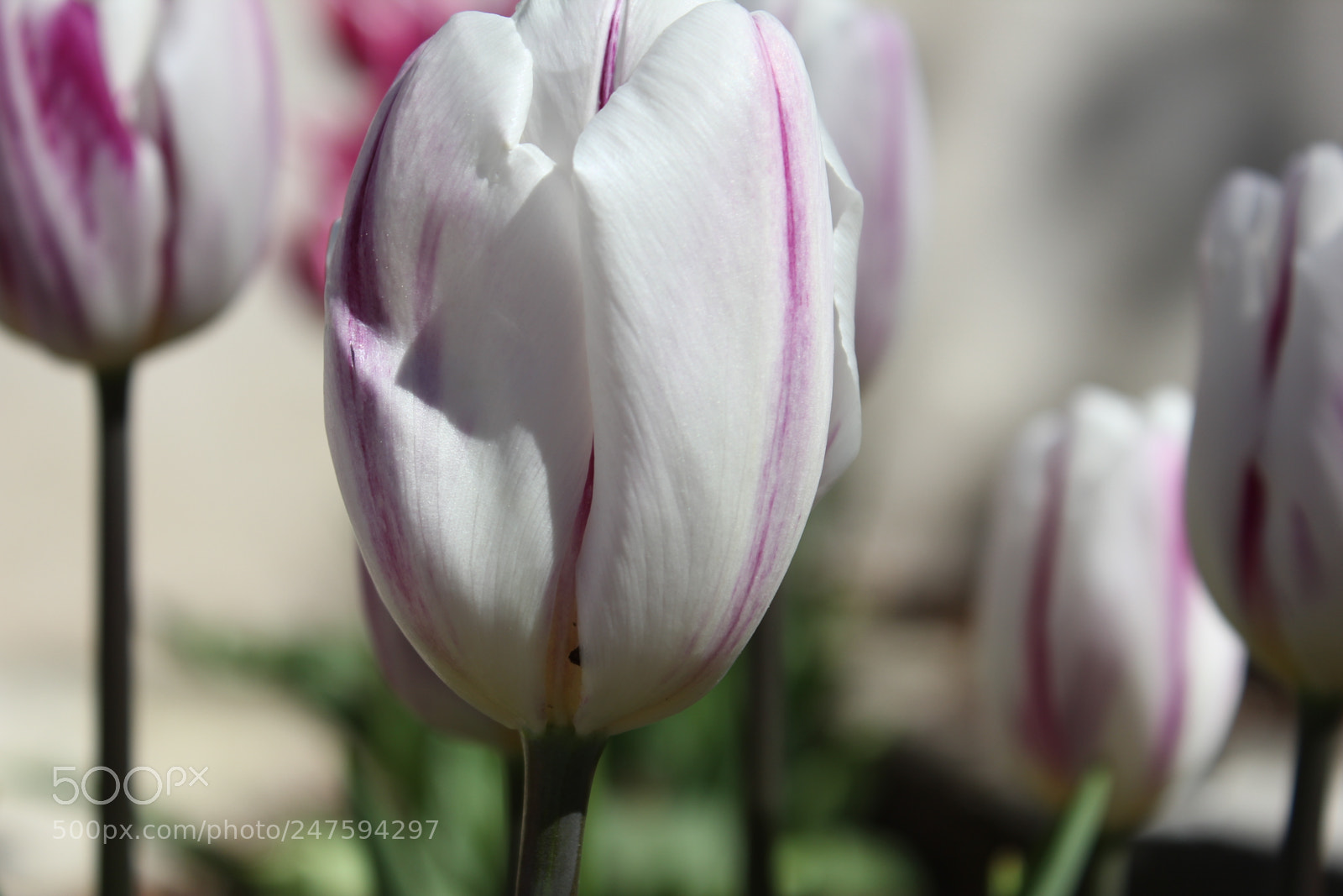 Canon EF-S 18-55mm F3.5-5.6 IS sample photo. Tulips edward's gardens, toronto photography