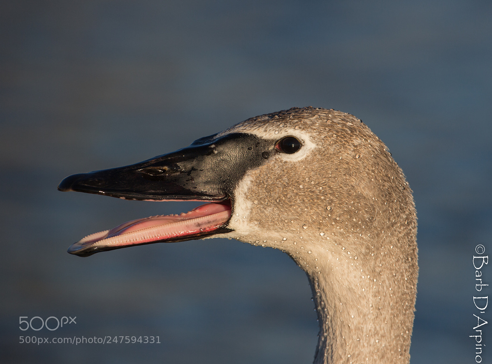 Canon EOS-1D X sample photo. Trumpeter swan cygnet photography