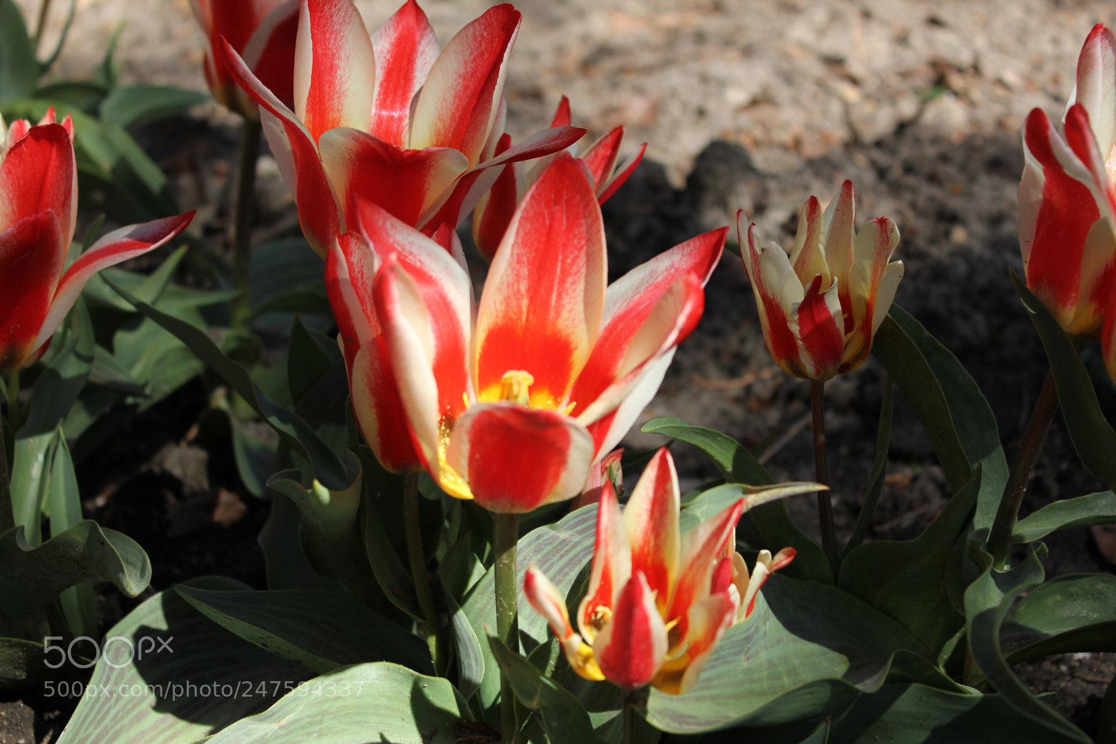 Canon EF-S 18-55mm F3.5-5.6 IS sample photo. Tulips edward's gardens, toronto photography