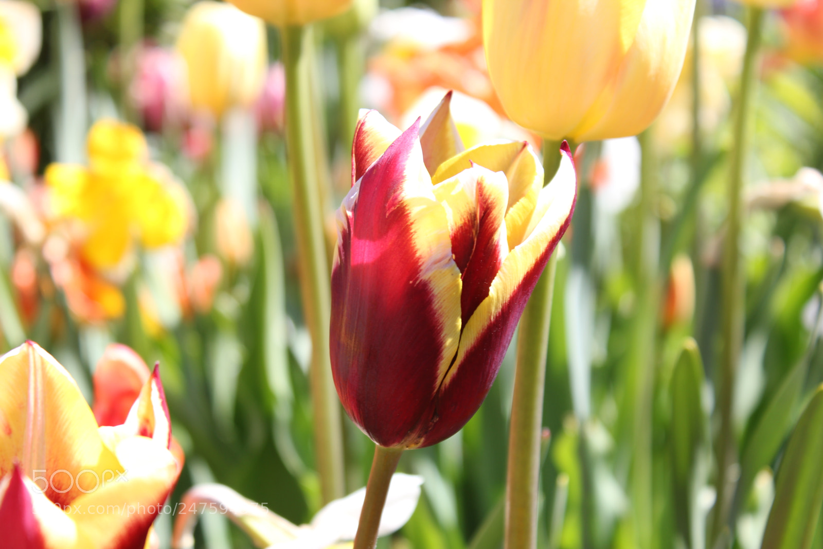 Canon EF-S 18-55mm F3.5-5.6 IS sample photo. Tulips edward's gardens, toronto photography