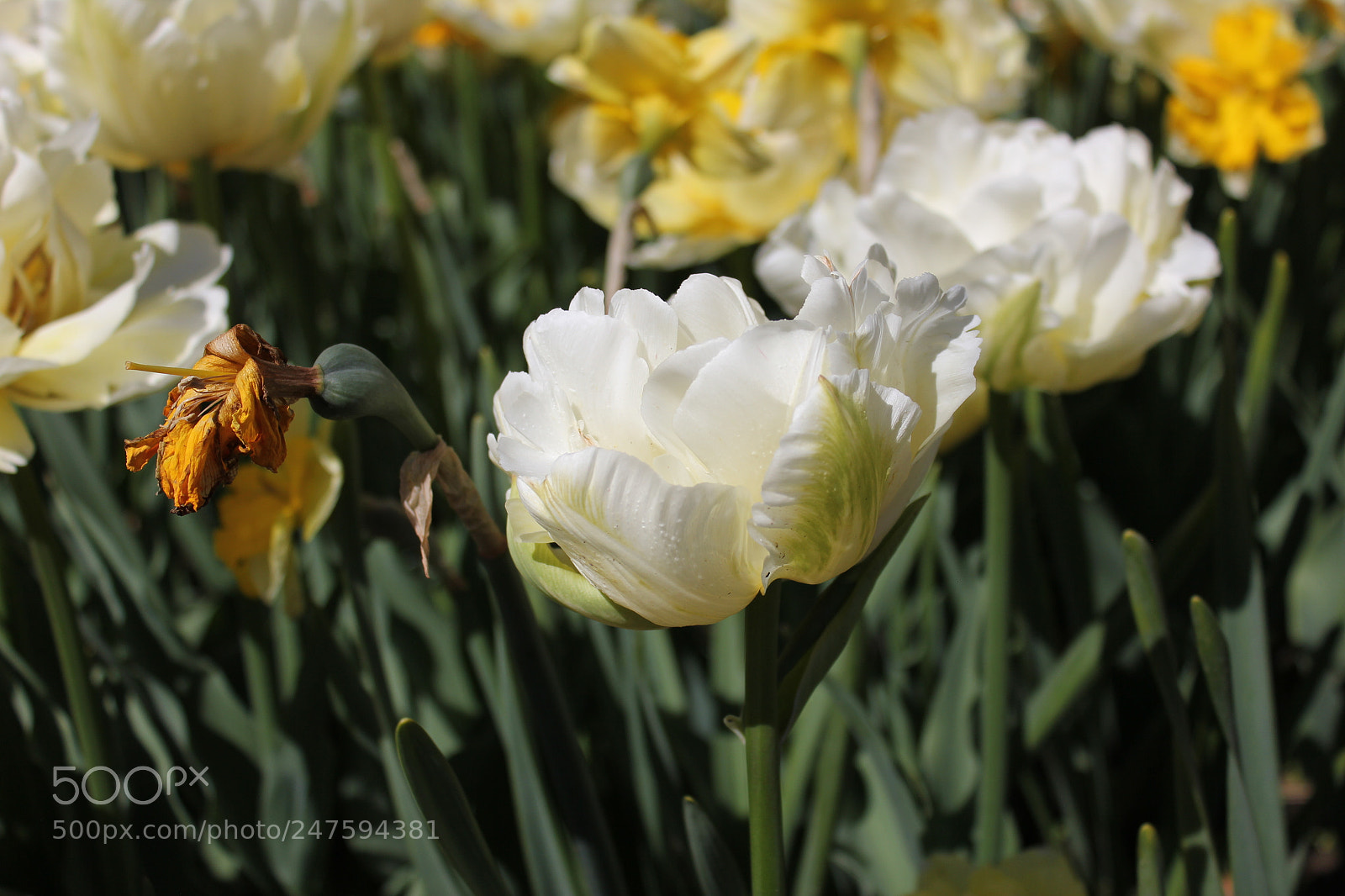 Canon EF-S 18-55mm F3.5-5.6 IS sample photo. Tulips edward's gardens, toronto photography