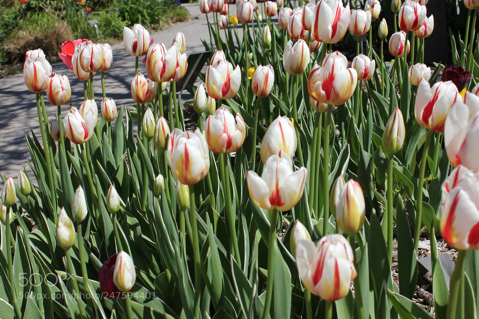 Canon EF-S 18-55mm F3.5-5.6 IS sample photo. Tulips edward's gardens, toronto photography