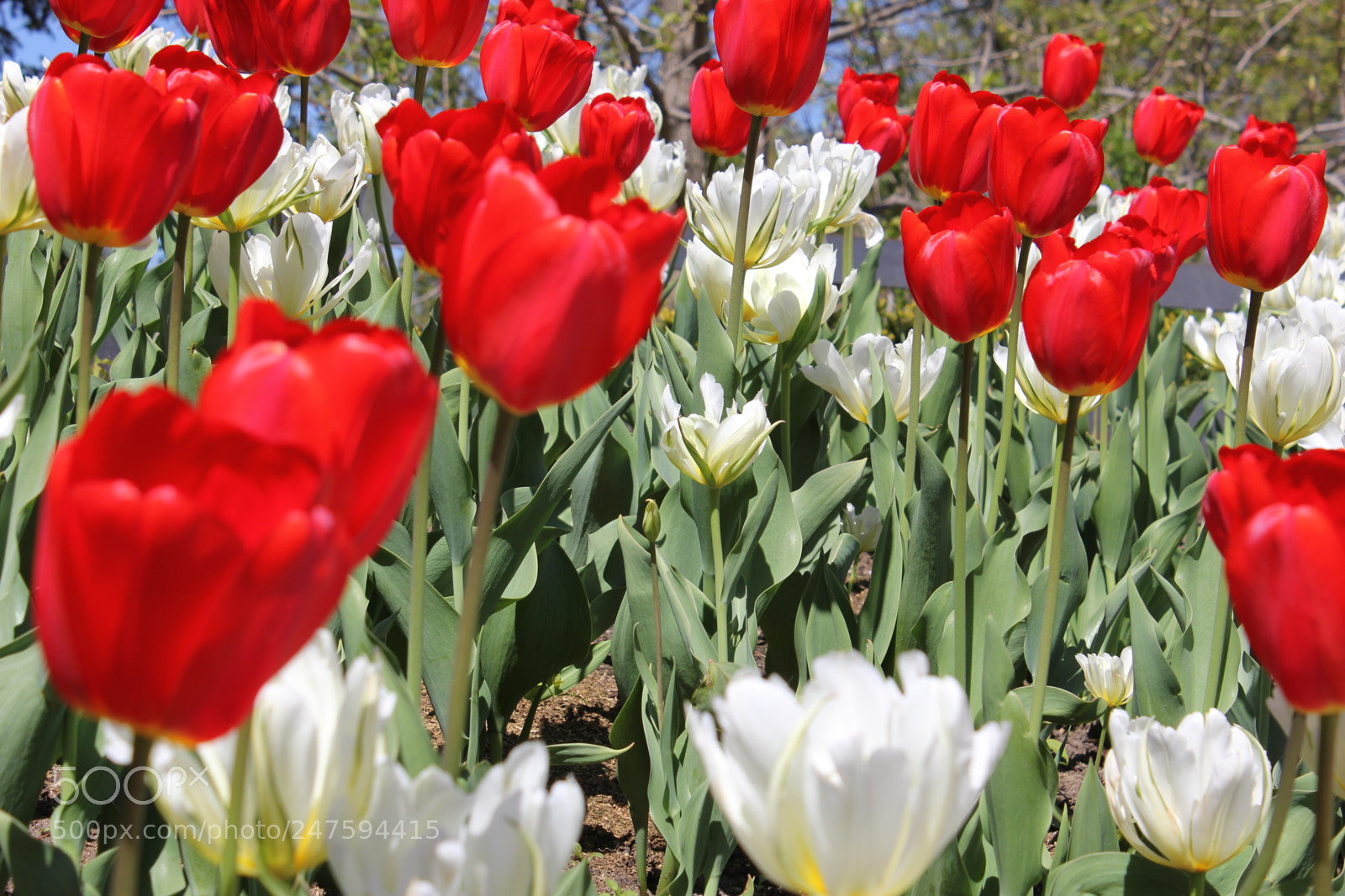 Canon EOS 550D (EOS Rebel T2i / EOS Kiss X4) sample photo. Tulips edward's gardens, toronto photography