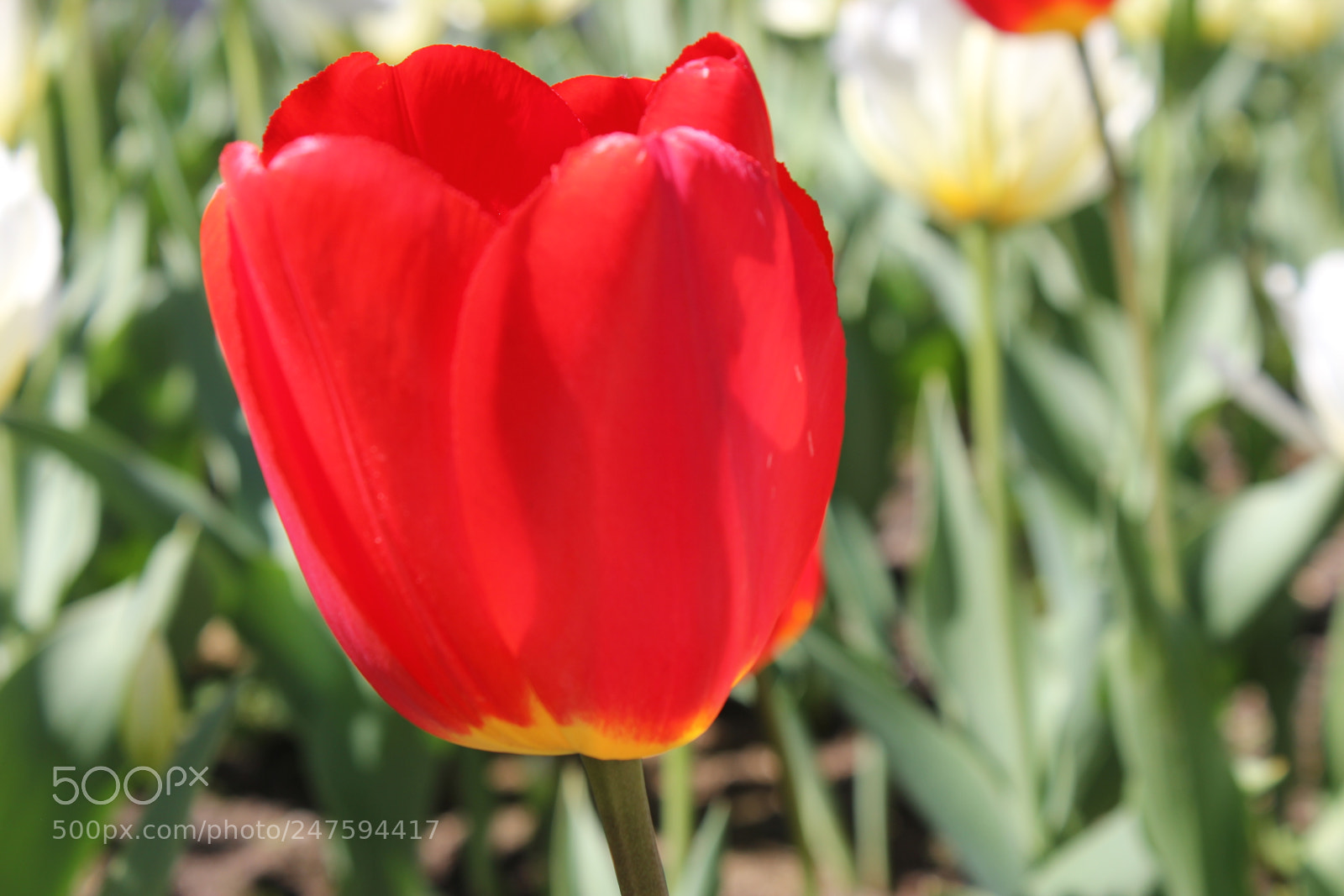 Canon EF-S 18-55mm F3.5-5.6 IS sample photo. Tulips edward's gardens, toronto photography