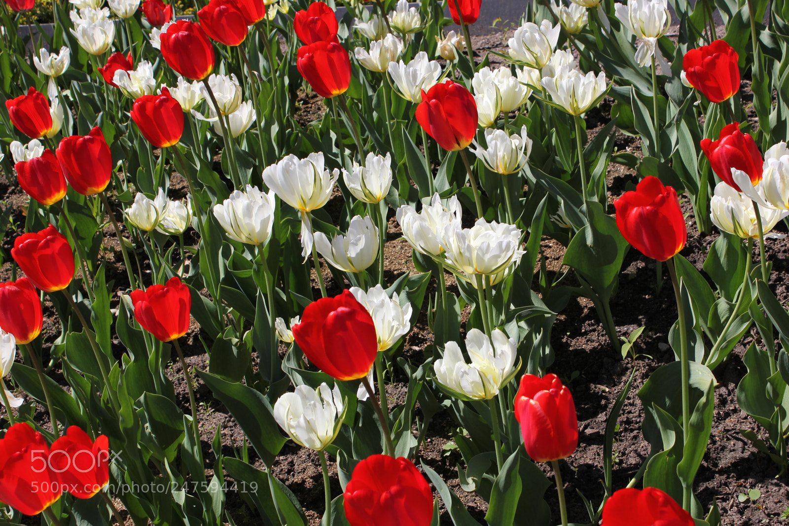 Canon EF-S 18-55mm F3.5-5.6 IS sample photo. Tulips edward's gardens, toronto photography