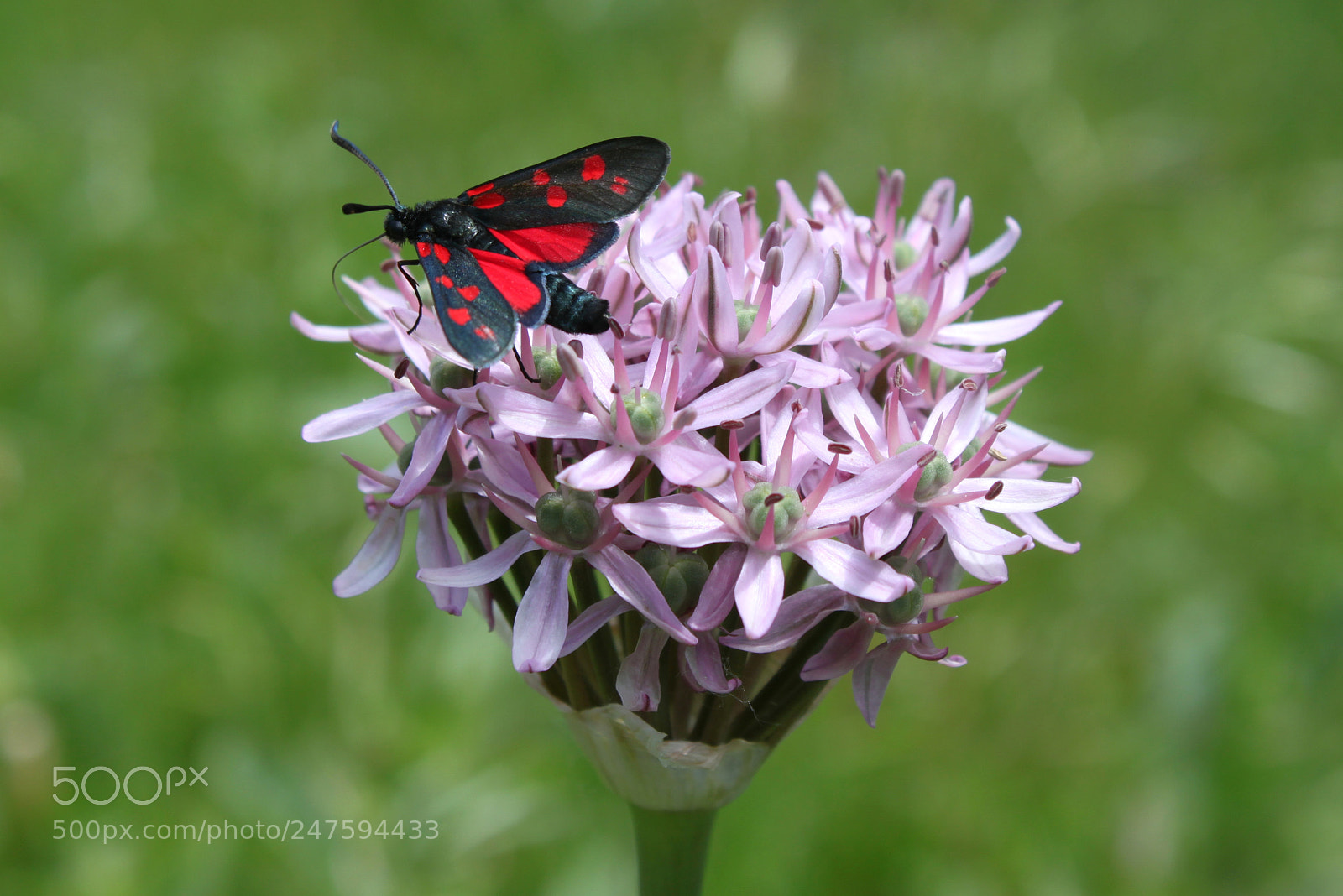 Canon EOS 500D (EOS Rebel T1i / EOS Kiss X3) sample photo. Sechsfleckwidderchen auf allium photography