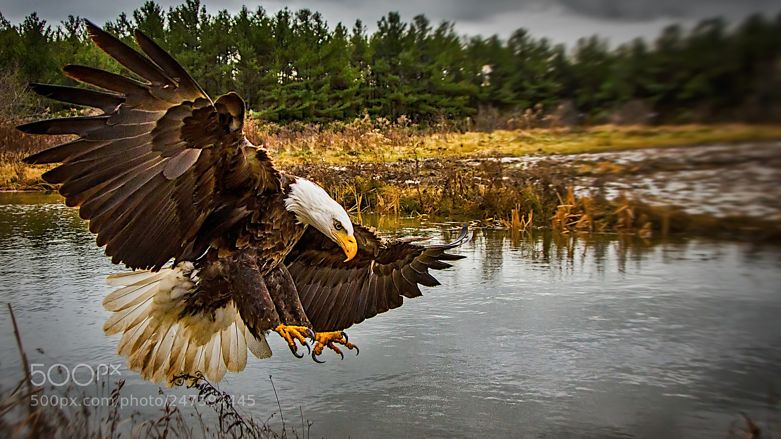 Canon EOS 7D sample photo. Bald eagle landing photography