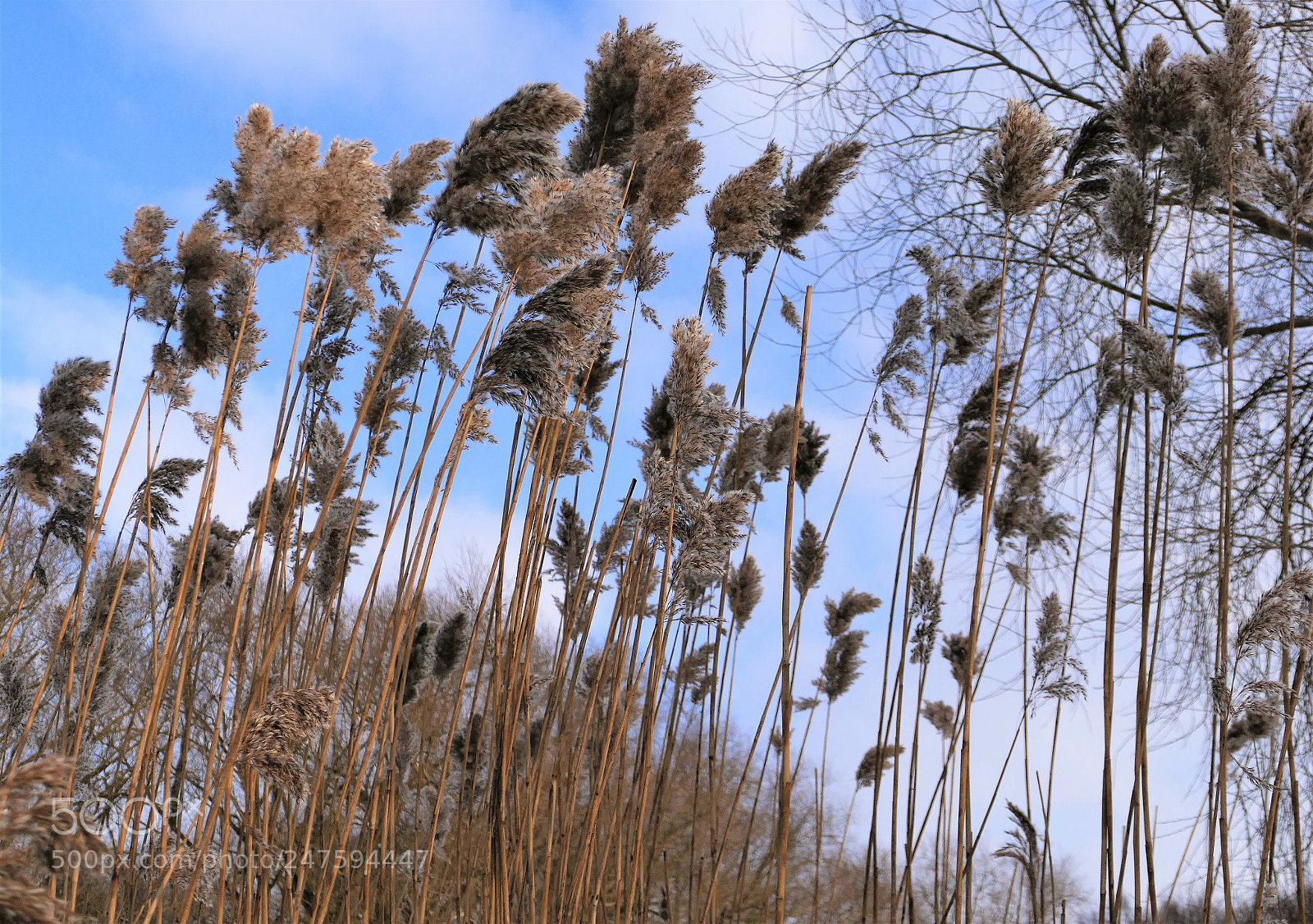 Panasonic Lumix DMC-FZ1000 sample photo. Reed grass photography