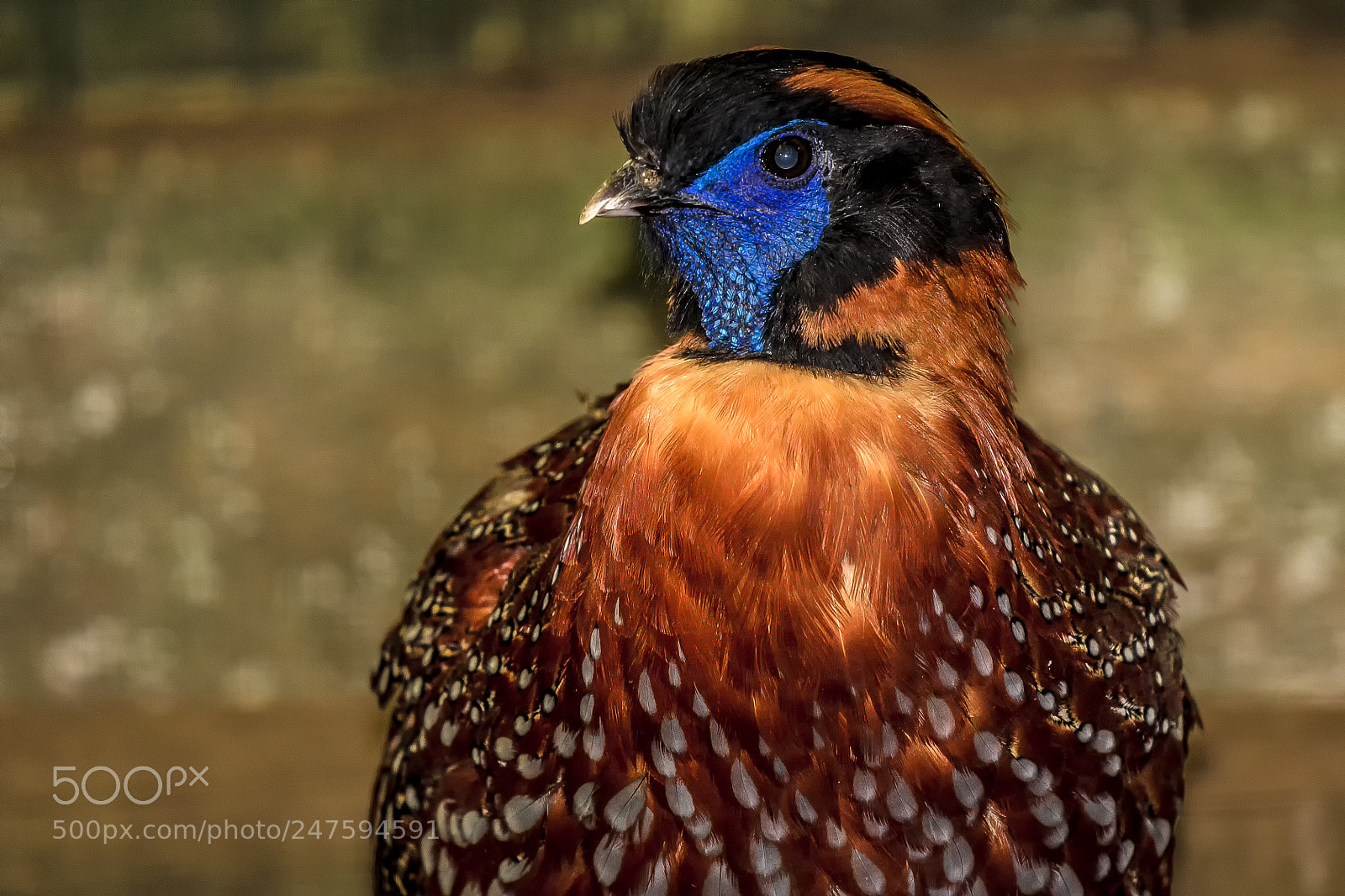 Canon EOS 550D (EOS Rebel T2i / EOS Kiss X4) sample photo. Temminck's tragopan portrait photography