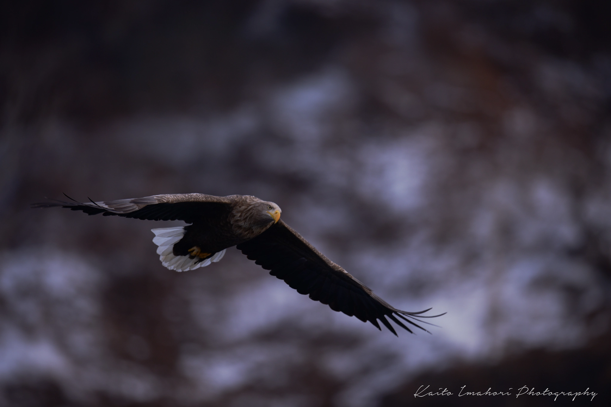 Nikon D800 + Nikon AF-S Nikkor 500mm F4G ED VR sample photo. Fly gracefully photography