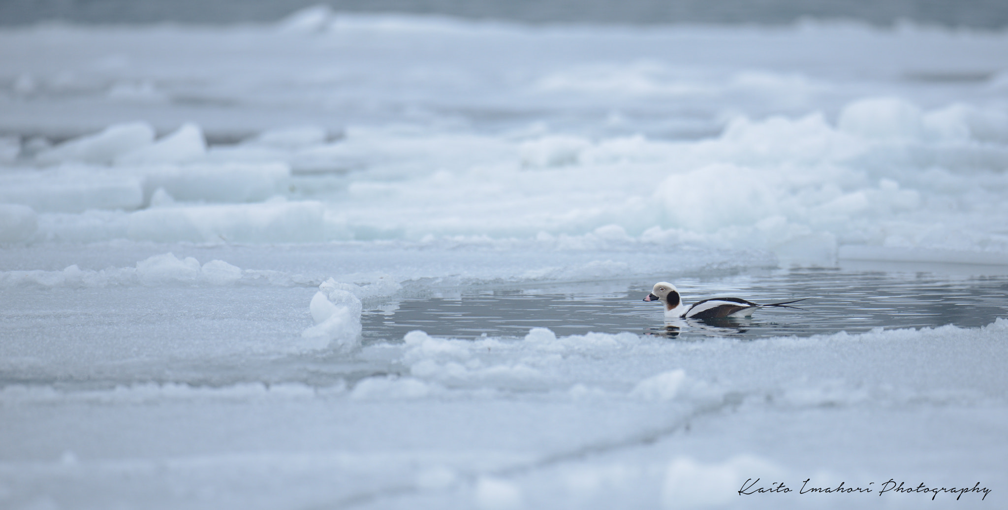 Nikon AF-S Nikkor 500mm F4G ED VR sample photo. Freezing sea photography