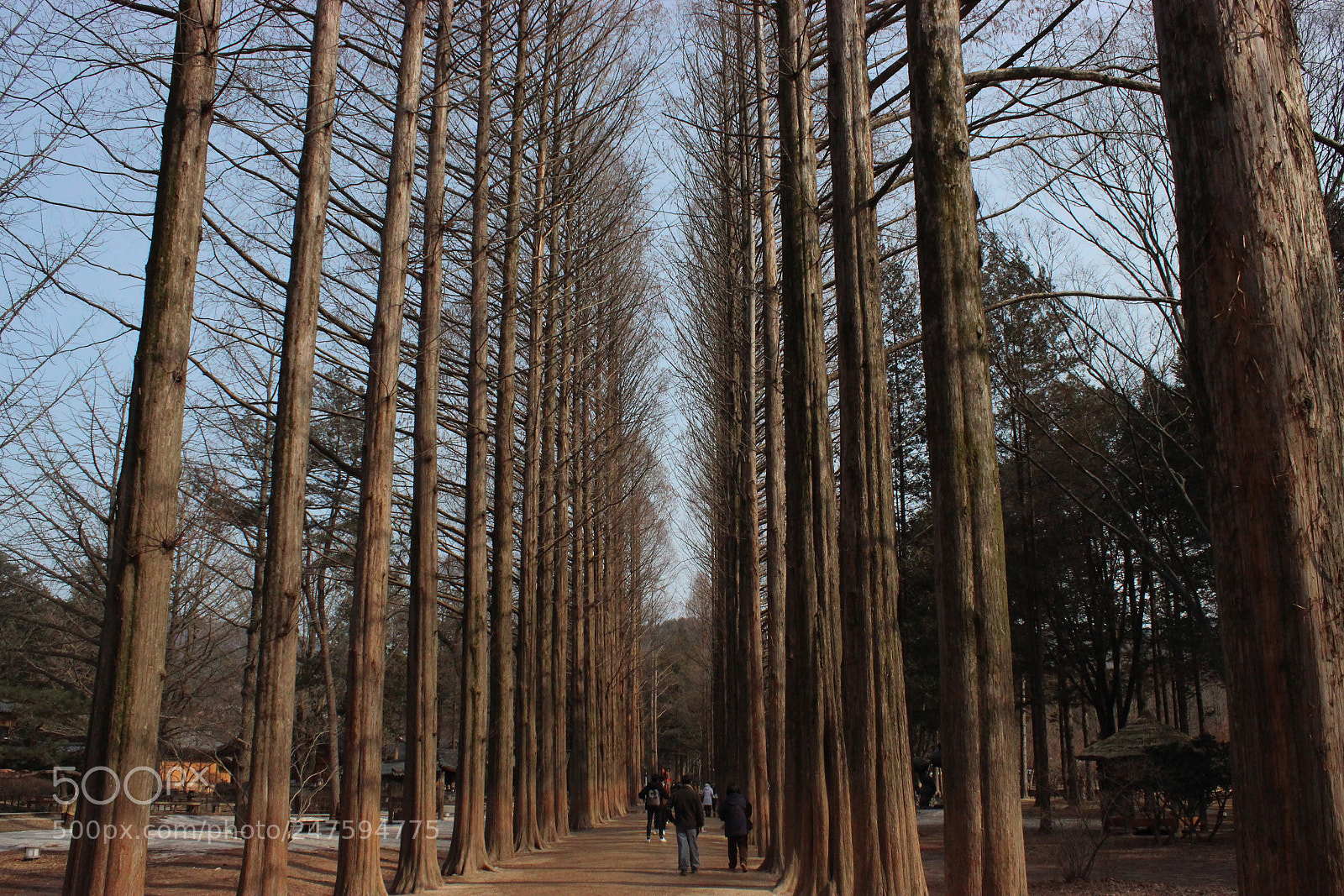 Canon EOS 600D (Rebel EOS T3i / EOS Kiss X5) sample photo. Nami island photography