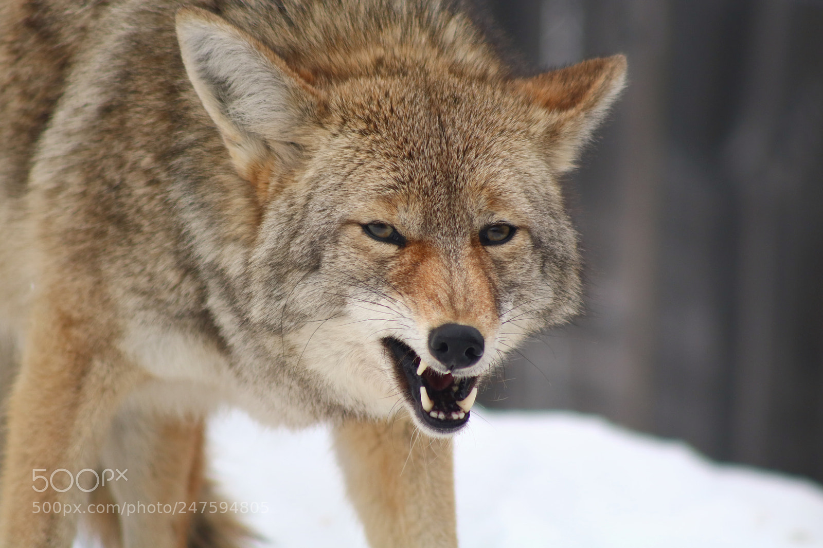 Canon EOS 760D (EOS Rebel T6s / EOS 8000D) sample photo. Angry coyote photography