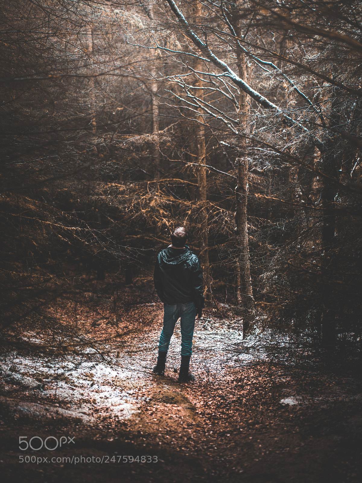 Sony a7R II sample photo. Forest photography