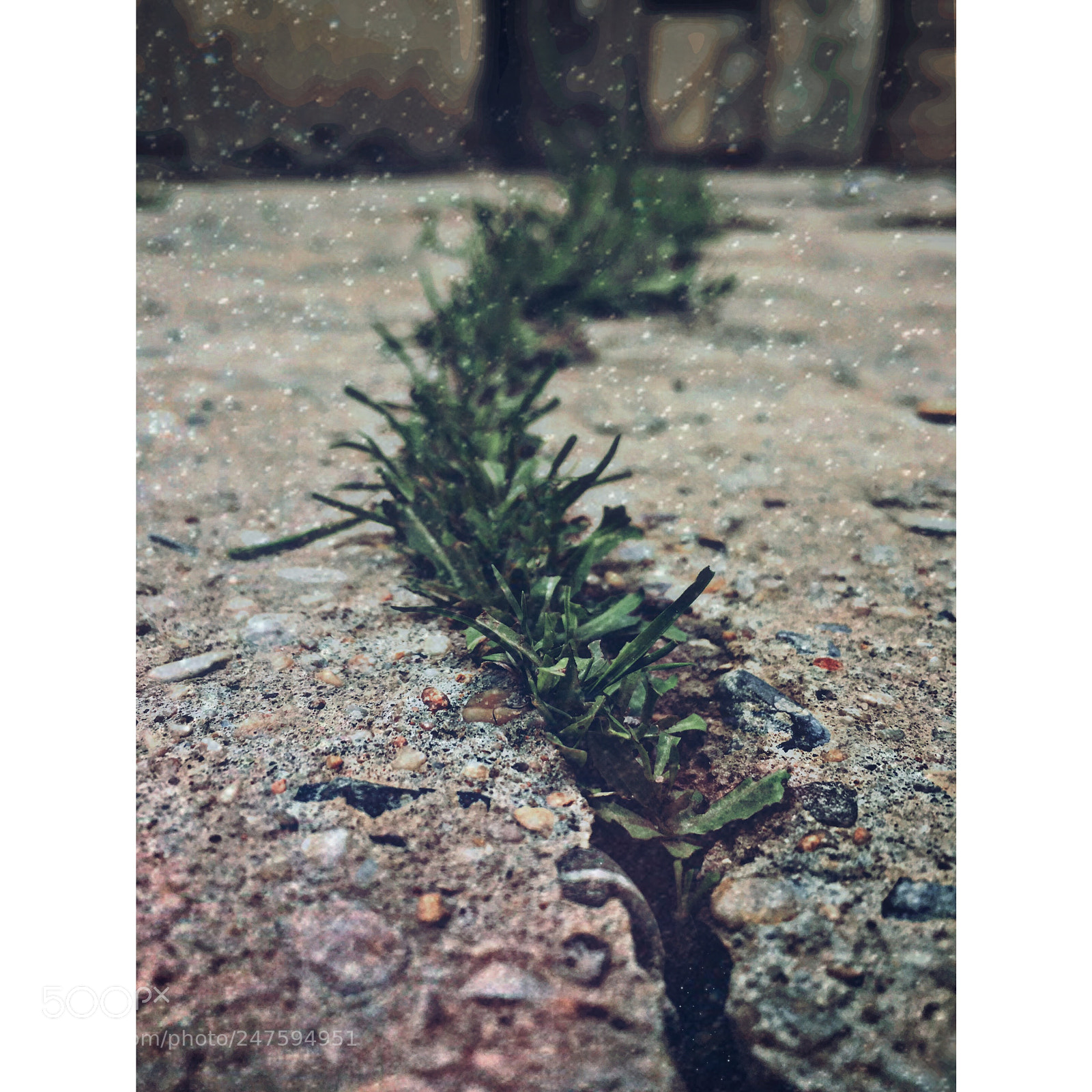 Apple iPhone 6s sample photo. Untitled photography